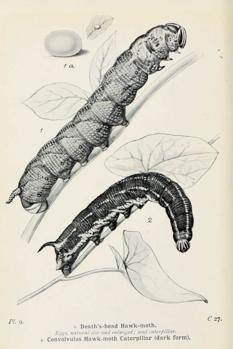 C 27. Pl. 9. t. Death’s-head Hawk-moth. ILggs, natural size and enlargede?caterpillar. 2. Convolvulus Hawk-moth Caterpillar (dark form).