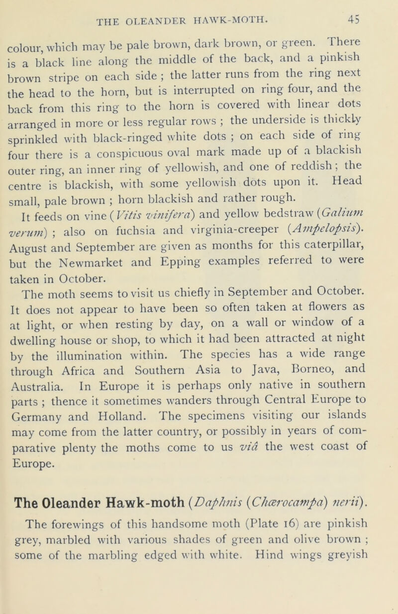 colour, which may be pale brown, dark brown, or green. There is a black line along the middle of the back, and a pinkish brown stripe on each side ; the latter runs from the ring next the head to the horn, but is interrupted on ring four, and the back from this ring to the horn is covered with linear dots arranged in more or less regular rows ; the underside is thickly sprinkled with black-ringed white dots ; on each side of ring four there is a conspicuous oval mark made up of a blackish outer ring, an inner ring of yellowish, and one of reddish, the centre is blackish, with some yellowish dots upon it. Head small, pale brown ; horn blackish and rather rough. It feeds on vine ( Vitis viniferd) and yellow bedstraw (Galium ventin') ; also on fuchsia and virginia-creeper (.Ampdopsis). August and September are given as months for this caterpillar, but the Newmarket and Epping examples referred to were taken in October. The moth seems to visit us chiefly in September and October. It does not appear to have been so often taken at floweis as at light, or when resting by day, on a wall or window of a dwelling house or shop, to which it had been attracted at night by the illumination within. The species has a wide range through Africa and Southern Asia to Java, Borneo, and Australia. In Europe it is perhaps only native in southern parts ; thence it sometimes wanders through Central Europe to Germany and Holland. The specimens visiting our islands may come from the latter country, or possibly in years of com- parative plenty the moths come to us via the west coast of Europe. The Oleander Hawk-moth (Daphnis (Chcerocampa) nerii). The forewings of this handsome moth (Plate 16) are pinkish grey, marbled with various shades of green and olive brown ; some of the marbling edged with white. Hind wings greyish