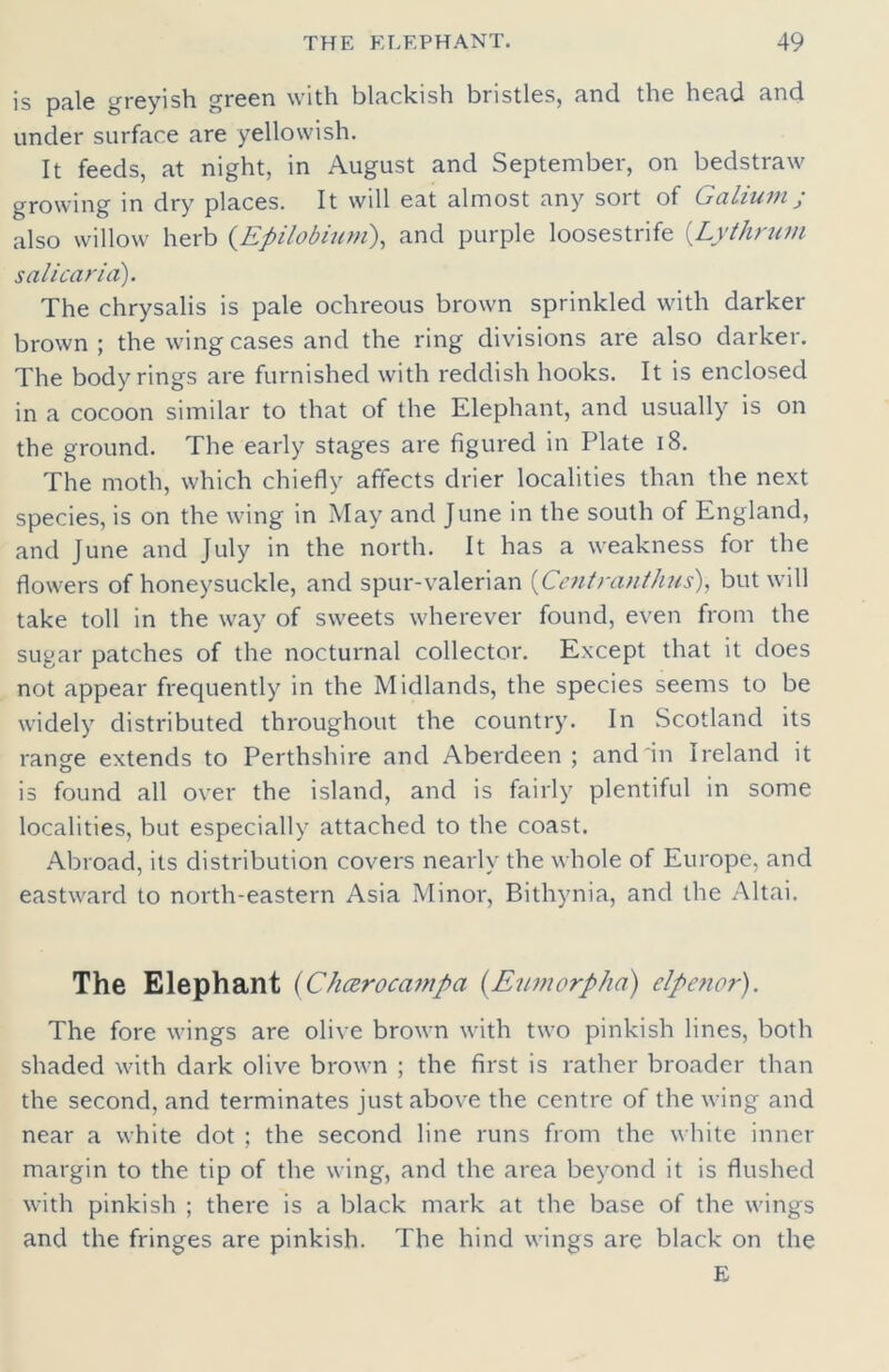 is pale greyish green with blackish bristles, and the head and under surface are yellowish. It feeds, at night, in August and September, on bedstraw growing in dry places. It will eat almost any sort of Galium; also willow herb (Epilobium), and purple loosestrife (Lythrum salican'a). The chrysalis is pale ochreous brown sprinkled with darker brown; the wing cases and the ring divisions are also darker. The body rings are furnished with reddish hooks. It is enclosed in a cocoon similar to that of the Elephant, and usually is on the ground. The early stages are figured in Plate 18. The moth, which chiefly affects drier localities than the next species, is on the wing in May and June in the south of England, and June and July in the north. It has a weakness for the flowers of honeysuckle, and spur-valerian (Centranthus), but will take toll in the way of sweets wherever found, even from the sugar patches of the nocturnal collector. Except that it does not appear frequently in the Midlands, the species seems to be widely distributed throughout the country. In Scotland its range extends to Perthshire and Aberdeen; and‘in Ireland it is found all over the island, and is fairly plentiful in some localities, but especially attached to the coast. Abroad, its distribution covers neatly the whole of Europe, and eastward to north-eastern Asia Minor, Bithynia, and the Altai. The Elephant (Chcerocampa (Eumorpha) elpenor). The fore wings are olive brown with two pinkish lines, both shaded with dark olive brown ; the first is rather broader than the second, and terminates just above the centre of the wing and near a white dot ; the second line runs from the white inner margin to the tip of the wing, and the area beyond it is flushed with pinkish ; there is a black mark at the base of the wings and the fringes are pinkish. The hind wings are black on the E