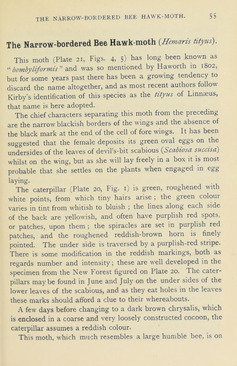 The Narrow-bordered Bee Hawk-moth (.Hemaris tityus). This moth (Plate 21, Figs. 4, 5) has long been known as “ bombyliformis ” and was so mentioned by Haworth in 1802, but for some years past there has been a growing tendency to discard the name altogether, and as most recent authors follow Kirby’s identification of this species as the tityus of Linnmus, that name is here adopted. The chief characters separating this moth from the pieceding are the narrow blackish borders of the wings and the absence of the black mark at the end of the cell of fore wings. It has been suggested that the female deposits its green oval eggs on the undersides of the leaves of devil’s-bit scabious (Scabiosa succisa) whilst on the wing, but as she will lay freely in a box it is most probable that she settles on the plants when engaged in egg laying. The caterpillar (Plate 20, Fig. 1) is green, roughened with white points, from which tiny hairs arise ; the gieen coloui varies in tint from whitish to bluish ; the lines along each side of the back are yellowish, and often have purplish red spots, or patches, upon them ; the spiracles are set in purplish red patches, and the roughened reddish-brown horn is finely pointed. The under side is traversed by a purplish-red stripe. There is some modification in the reddish markings, both as regards number and intensity; these are well developed in the specimen from the New Forest figured on Plate 20. The cater- pillars maybe found in June and July on the under sides of the lower leaves of the scabious, and as they eat holes in the leaves these marks should afford a clue to their whereabouts. A few days before changing to a dark brown chrysalis, which is enclosed in a coarse and very loosely constructed cocoon, the caterpillar assumes a reddish colour. This moth, which much resembles a large humble bee, is on