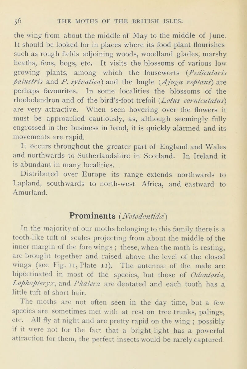 the wing from about the middle of May to the middle of June. It should be looked for in places where its food plant flourishes such as rough fields adjoining woods, woodland glades, marshy heaths, fens, bogs, etc. It visits the blossoms of various low growing plants, among which the louseworts {Pedicularis palustris and P. sy hr a tied) and the bugle (Ajuga rep tans') are perhaps favourites. In some localities the blossoms of the rhododendron and of the bird’s-foot trefoil (Lotus corniculatus) are very attractive. When seen hovering over the flowers it must be approached cautiously, as, although seemingly fully engrossed in the business in hand, it is quickly alarmed and its movements are rapid. It occurs throughout the greater part of England and Wales and northwards to Sutherlandshire in Scotland. In Ireland it is abundant in many localities. Distributed over Europe its range extends northwards to Lapland, southwards to north-west Africa, and eastward to Amur! and. Prominents (Notodontida) In the majority of our moths belonging to this family there is a tooth-like tuft of scales projecting from about the middle of the inner margin of the fore wings ; these, when the moth is resting, are brought together and raised above the level of the closed wings (see Fig. n, Plate n). The antennae of the male are bipectinated in most of the species, but those of Odontosia, Lophopteryx, and Phalera are dentated and each tooth has a little tuft of short hair. 1 he moths are not often seen in the day time, but a few species are sometimes met with at rest on tree trunks, palings, etc. All fly at night and are pretty rapid on the wing ; possibly if it were not for the fact that a bright light has a powerful attraction for them, the perfect insects would be rarely captured