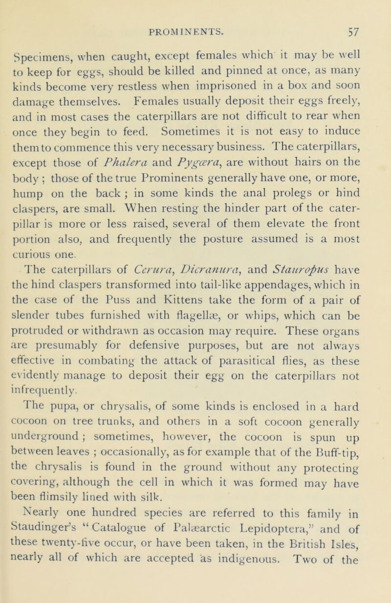 Specimens, when caught, except females which it may be well to keep for eggs, should be killed and pinned at once, as many kinds become very restless when imprisoned in a box and soon damage themselves. Females usually deposit their eggs freely, and in most cases the caterpillars are not difficult to rear when once they begin to feed. Sometimes it is not easy to induce them to commence this very neces.sary business. The caterpillars, except those of Phalera and Pygccra, are without hairs on the body ; those of the true Prominents generally have one, or more, hump on the back ; in some kinds the anal prolegs or hind claspers, are small. When resting the hinder part of the cater- pillar is more or less raised, several of them elevate the front portion also, and frequently the posture assumed is a most curious one. The caterpillars of Centra, Dicranura, and Stauropus have the hind claspers transformed into tail-like appendages, which in the case of the Puss and Kittens take the form of a pair of slender tubes furnished with flagellae, or whips, which can be protruded or withdrawn as occasion may require. These organs are presumably for defensive purposes, but are not always effective in combating the attack of parasitical flies, as these evidently manage to deposit their egg on the caterpillars not infrequently. The pupa, or chrysalis, of some kinds is enclosed in a hard cocoon on tree trunks, and others in a soft cocoon generally underground ; sometimes, however, the cocoon is spun up between leaves ; occasionally, as for example that of the Buff-tip, the chrysalis is found in the ground without any protecting covering, although the cell in which it was formed may have been flimsily lined with silk. Nearly one hundred species are referred to this family in Staudinger’s “ Catalogue of Palsearctic Lepidoptera,” and of these twenty-five occur, or have been taken, in the British Isles, nearly all of which are accepted as indigenous. Two of the