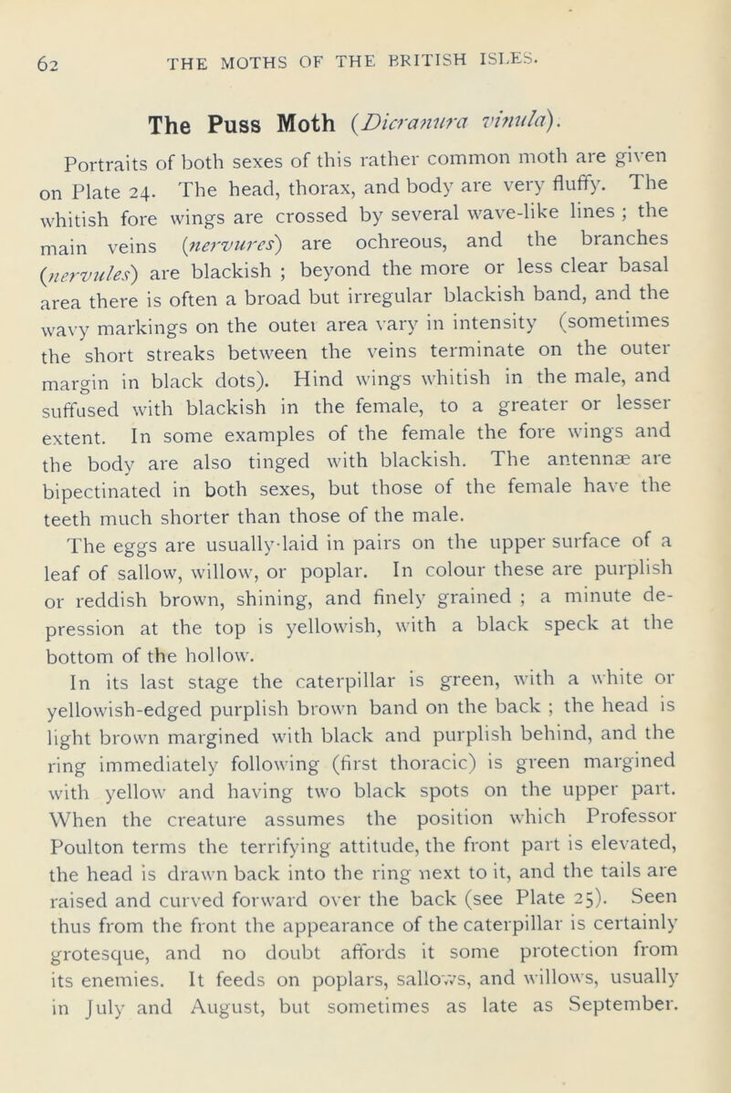 The Puss Moth (Dicranura- vinula). Portraits of both sexes of this rather common moth are given on Plate 24. The head, thorax, and body are very fluffy. The whitish fore wings are crossed by several wave-like lines ; the main veins (nervurcs) are ochreous, and the branches {nervules) are blackish ; beyond the more or less clear basal area there is often a broad but irregular blackish band, and the wavy markings on the outet area vary in intensity (sometimes the short streaks between the veins terminate on the outer margin in black dots). Hind wings whitish in the male, and suffused with blackish in the female, to a greater or lesser extent. In some examples of the female the fore wings and the body are also tinged with blackish. The antennae are bipectinated in both sexes, but those of the female have the teeth much shorter than those of the male. The eggs are usually-laid in pairs on the upper surface of a leaf of sallow, willow, or poplar. In colour these are purplish or reddish brown, shining, and finely grained ; a minute de- pression at the top is yellowish, with a black speck at the bottom of the hollow. In its last stage the caterpillar is green, with a white or yellowish-edged purplish brown band on the back ; the head is light brown margined with black and purplish behind, and the ring immediately following (first thoracic) is green margined with yellow and having two black spots on the upper part. When the creature assumes the position which Professor Poulton terms the terrifying attitude, the front part is elevated, the head is drawn back into the ring next to it, and the tails are raised and curved forward over the back (see Plate 25). Seen thus from the front the appearance of the caterpillar is certainly grotesque, and no doubt affords it some protection from its enemies. It feeds on poplars, sallows, and willows, usually in July and August, but sometimes as late as September.
