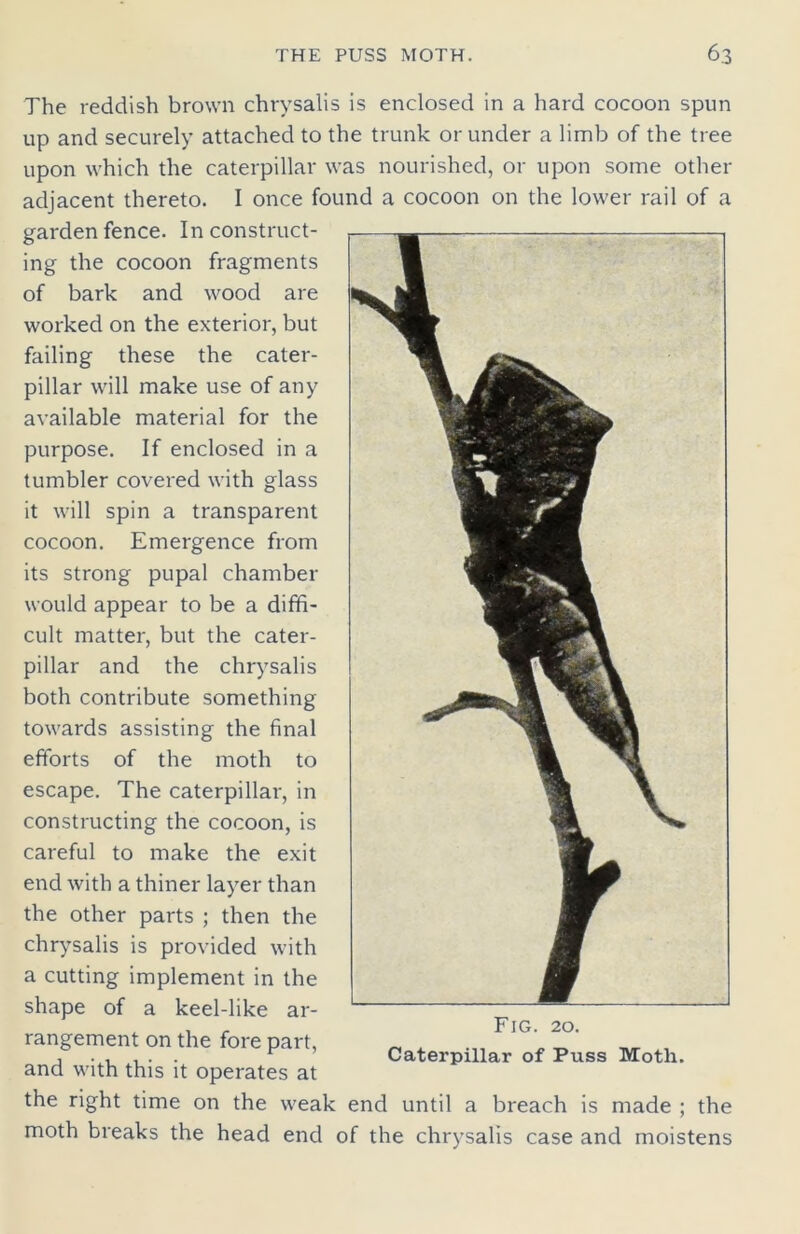 The reddish brown chrysalis is enclosed in a hard cocoon spun up and securely attached to the trunk or under a limb of the tree upon which the caterpillar was nourished, or upon some other adjacent thereto. I once found a cocoon on the lower rail of a garden fence. In construct- ing the cocoon fragments of bark and wood are worked on the exterior, but failing these the cater- pillar will make use of any available material for the purpose. If enclosed in a tumbler covered with glass it will spin a transparent cocoon. Emergence from its strong pupal chamber would appear to be a diffi- cult matter, but the cater- pillar and the chrysalis both contribute something towards assisting the final efforts of the moth to escape. The caterpillar, in constructing the cocoon, is careful to make the exit end with a thiner layer than the other parts ; then the chrysalis is provided with a cutting implement in the shape of a keel-like ar- rangement on the fore part, and with this it operates at the right time on the weak end until a breach is made ; the moth breaks the head end of the chrysalis case and moistens Fig. 20. Caterpillar of Puss Moth.