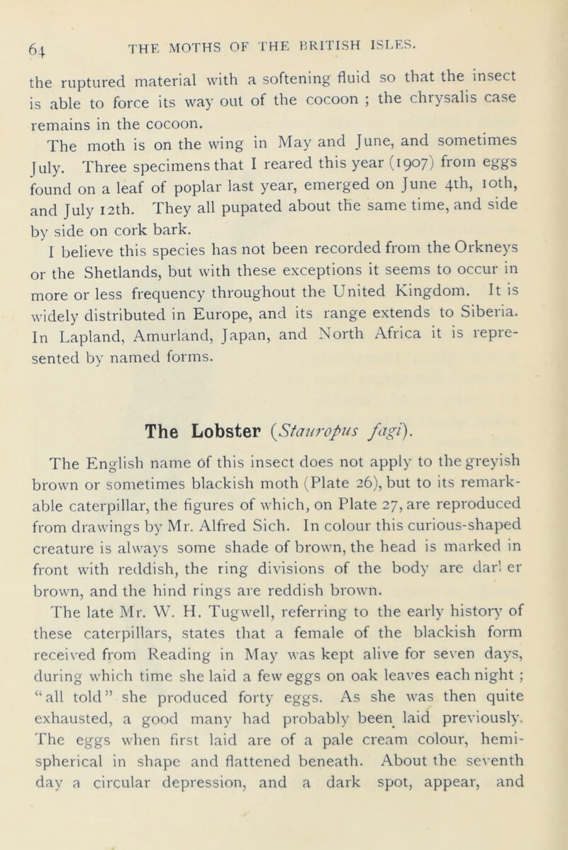 the ruptured material with a softening fluid so that the insect is able to force its way out of the cocoon ; the chrysalis case remains in the cocoon. The moth is on the wing in May and June, and sometimes July. Three specimens that I reared this year (1907) from eggs found on a leaf of poplar last year, emerged on June 4th, 10th, and July 12th. They all pupated about the same time, and side by side on cork bark. I believe this species has not been recorded from the Orkneys or the Shetlands, but with these exceptions it seems to occur in more or less frequency throughout the United Kingdom. It is widely distributed in Europe, and its range extends to Siberia. In Lapland, Amurland, Japan, and North Africa it is repre- sented by named forms. The Lobster (Stauropus fagi). The English name of this insect does not apply to the greyish brown or sometimes blackish moth (Plate 26), but to its remark- able caterpillar, the figures of which, on Plate 27, are reproduced from drawings by Mr. Alfred Sich. In colour this curious-shaped creature is always some shade of brown, the head is marked in front with reddish, the ring divisions of the body are dar! er brown, and the hind rings are reddish brown. The late Mr. W. H. Tugwell, referring to the early history of these caterpillars, states that a female of the blackish form received from Reading in May was kept alive for seven days, during which time she laid a few eggs on oak leaves each night ; “all told” she produced forty eggs. As she was then quite exhausted, a good many had probably been laid previously. The eggs when first laid are of a pale cream colour, hemi- spherical in shape and flattened beneath. About the seventh day a circular depression, and a dark spot, appear, and