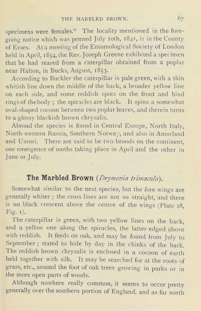 specimens were females.” The locality mentioned in the fore- going notice which was penned July 10th, 1841, is in the County of Essex. At a meeting of the Entomological Society of London held in April, 1854, the Rev. Joseph Greene exhibited a spec imen that he had reared from a caterpillar obtained from a poplar near Halton, in Bucks, August, 1853. According to Buckler the caterpillar is pale green, with a thin whitish line down the middle of the back, a broader yellow line on each side, and some reddish spots on the front and hind rings of thebody ; the spiracles are black. It spins a somewhat oval-shaped cocoon between two poplar leaves, and therein turns to a glossy blackish brown chrysalis. Abroad the species is found in Central Europe, North Italy, North-western Russia, Southern Norway, and also in Amurland and Ussuri. There are said to be two broods on the continent, one emergence of moths taking place in April and the other in June or July. The Marbled Brown (Drymonia trimacula). Somewhat similar to the next species, but the fore wings are generally whiter ; the cross lines are not so straight, and there is no black crescent above the centre of the wings (Plate 28, Fig. 1). The caterpillar is green, with two yellow lines on the back, and a yellow one along the spiracles, the latter edged above with reddish. It feeds on oak, and may be found from July to September ; stated to hide by day in the chinks of the bark. The reddish brown chrysalis is enclosed in a cocoon of earth held together with silk. It may be searched for at the roots of grass, etc., around the foot of oak trees growing in parks or in the more open parts of woods. Although nowhere really common, it seems to occur pretty generally over the southern portion of England, and as far north