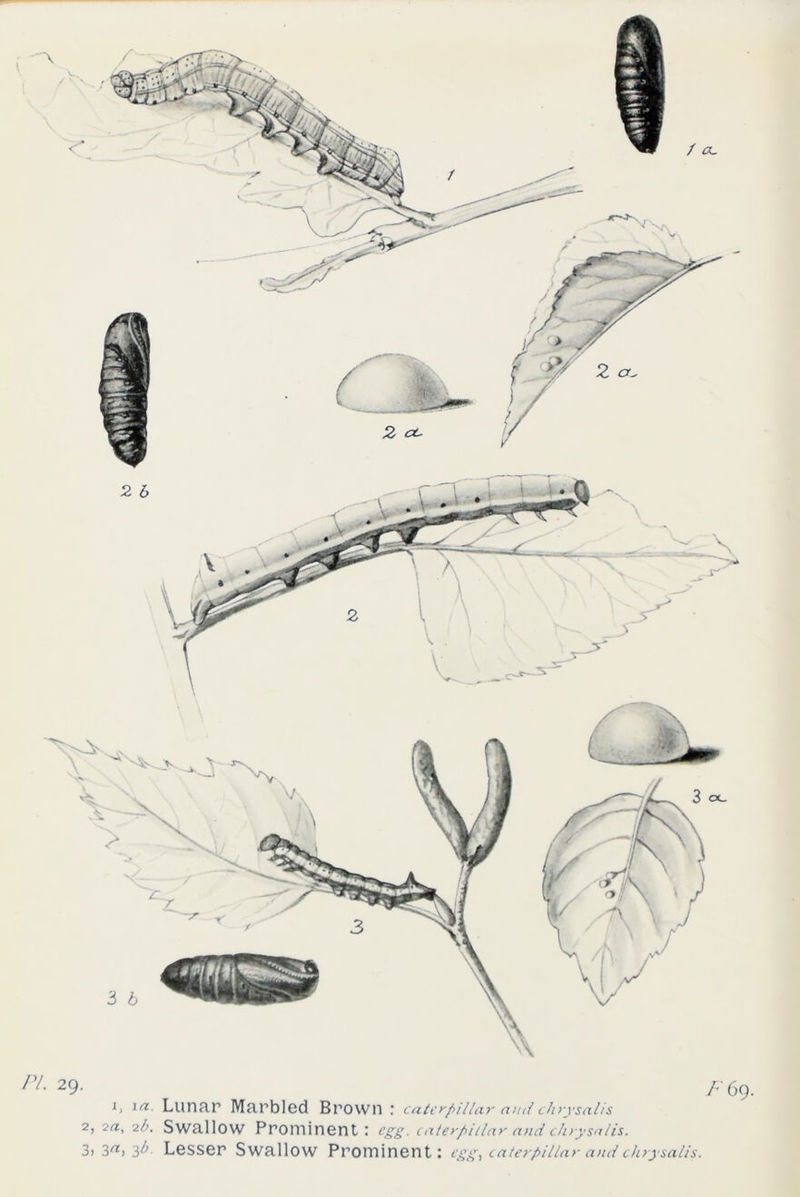 Pl- 29- F 69. 1, ia. Lunar Marbled Brown : Caterpillar ami chrysalis 2, 2a, 2/;. Swallow Prominent: egg. caterpillar and chrysalis.