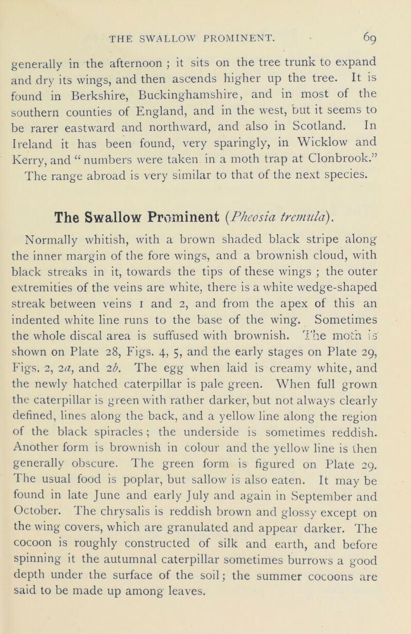 generally in the afternoon ; it sits on the tree trunk to expand and dry its wings, and then ascends higher up the tree. It is found in Berkshire, Buckinghamshire, and in most of the southern counties of England, and in the west, but it seems to be rarer eastward and northward, and also in Scotland. In Ireland it has been found, very sparingly, in Wicklow and Kerry, and “ numbers were taken in a moth trap at Clonbrook.'’ The range abroad is very similar to that of the next species. The Swallow Prominent (Pheosia tremula). Normally whitish, with a brown shaded black stripe along the inner margin of the fore wings, and a brownish cloud, with black streaks in it, towards the tips of these wings ; the outer extremities of the veins are white, there is a white wedge-shaped streak between veins 1 and 2, and from the apex of this an indented white line runs to the base of the wing. Sometimes the whole discal area is suffused with brownish. The moth is shown on Plate 28, Figs. 4, 5, and the early stages on Plate 29, Figs. 2, 2a, and 2b. The egg when laid is creamy white, and the newly hatched caterpillar is pale green. When full grown the caterpillar is green with rather darker, but not always clearly defined, lines along the back, and a yellow line along the region of the black spiracles; the underside is sometimes reddish. Another form is brownish in colour and the yellow line is then generally obscure. The green form is figured on Plate 29. The usual food is poplar, but sallow is also eaten. It may be found in late June and early July and again in September and October. The chrysalis is reddish brown and glossy except on the wing covers, which are granulated and appear darker. The cocoon is roughly constructed of silk and earth, and before spinning it the autumnal caterpillar sometimes burrows a good depth under the surface of the soil; the summer cocoons are said to be made up among leaves.