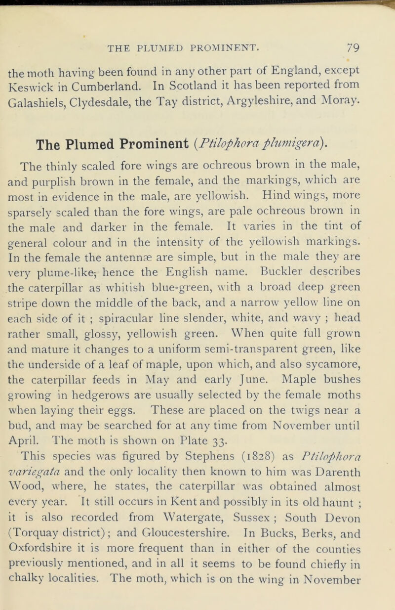 the moth having been found in any other part of England, except Keswick in Cumberland. In Scotland it has been reported from Galashiels, Clydesdale, the Tay district, Argyleshire, and Moray. The Plumed Prominent (.Ptilophora plumigera). The thinly scaled fore wings are ochreous brown in the male, and purplish brown in the female, and the markings, which are most in evidence in the male, are yellowish. Hind wings, more sparsely scaled than the fore wings, are pale ochreous brown in the male and darker in the female. It varies in the tint of general colour and in the intensity of the yellowish markings. In the female the antenna; are simple, but in the male they are very plume-like-, hence the English name. Buckler describes the caterpillar as whitish blue-green, with a broad deep green stripe down the middle of the back, and a narrow yellow line on each side of it ; spiracular line slender, white, and wavy ; head rather small, glossy, yellowish green. When quite full grown and mature it changes to a uniform semi-transparent green, like the underside of a leaf of maple, upon which, and also sycamore, the caterpillar feeds in May and early June. Maple bushes growing in hedgerows are usually selected by the female moths when laying their eggs. These are placed on the twigs near a bud, and may be searched for at any time from November until April. The moth is shown on Plate 33. This species was figured by Stephens (1828) as Ptilophora variegata and the only locality then known to him was Darenth Wood, where, he states, the caterpillar was obtained almost every year. It still occurs in Kent and possibly in its old haunt ; it is also recorded from Watergate, Sussex ; South Devon (Torquay district); and Gloucestershire. In Bucks, Berks, and Oxfordshire it is more frequent than in either of the counties previously mentioned, and in all it seems to be found chiefly in chalky localities. The moth, which is on the wing in November