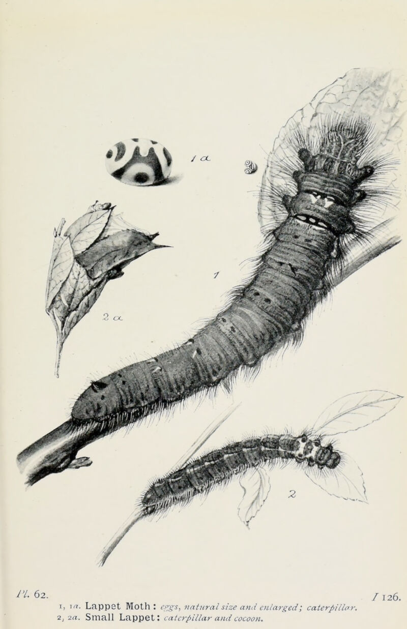 1, i<t. Lappet Moth: natural size and enlarged; caterpillar. 2,2a. Small Lappet: caterpillar and cocoon.