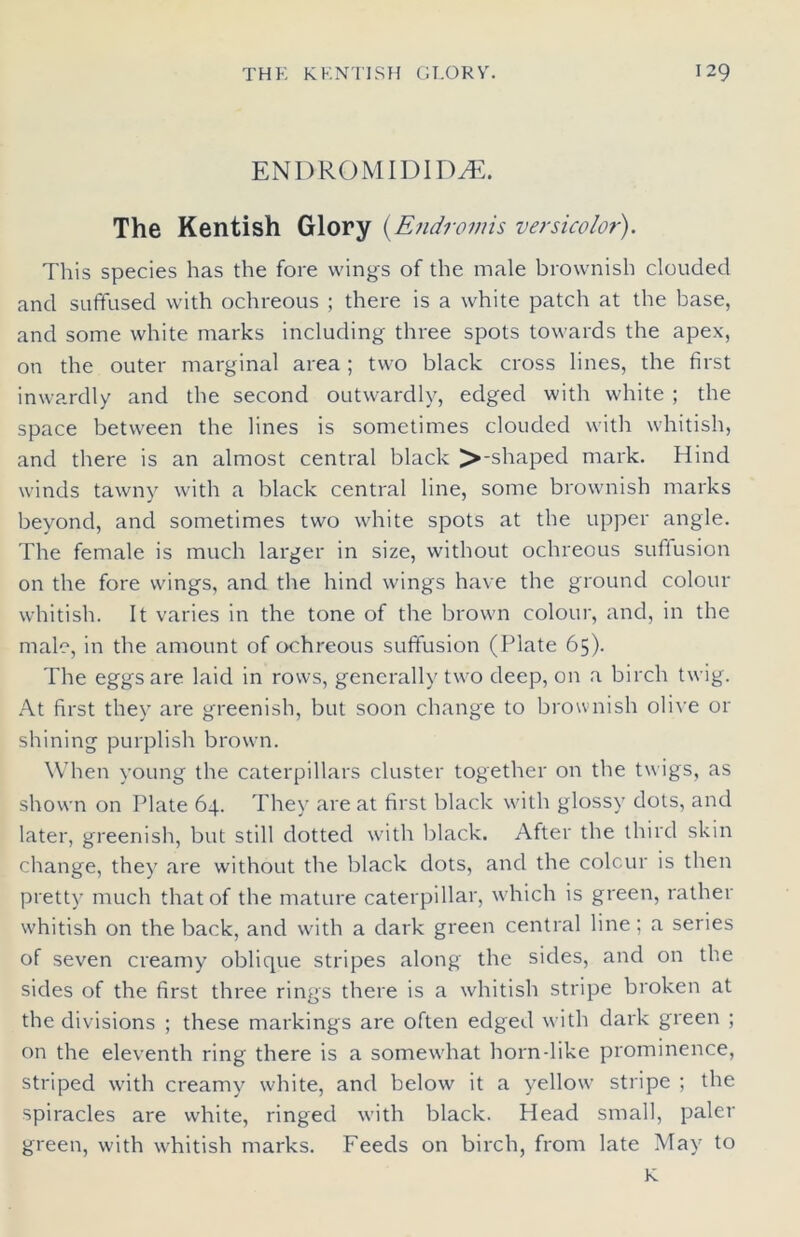 ENDROMIDIDyE. The Kentish Glory (.Endromis versicolor). This species has the fore wings of the male brownish clouded and suffused with ochreous ; there is a white patch at the base, and some white marks including three spots towards the apex, on the outer marginal area; two black cross lines, the first inwardly and the second outwardly, edged with white ; the space between the lines is sometimes clouded with whitish, and there is an almost central black >-shaped mark. Hind winds tawny with a black central line, some brownish marks beyond, and sometimes two white spots at the upper angle. The female is much larger in size, without ochreous suffusion on the fore wings, and the hind wings have the ground colour whitish. It varies in the tone of the brown colour, and, in the male, in the amount of ochreous suffusion (Plate 65). The eggs are laid in rows, generally two deep, on a birch twig. At first they are greenish, but soon change to brownish olive or shining purplish brown. When young the caterpillars cluster together on the twigs, as shown on Plate 64. They are at first black with glossy dots, and later, greenish, but still dotted with black. After the third skin change, they are without the black dots, and the colour is then pretty much that of the mature caterpillar, which is green, rather whitish on the back, and with a dark green central line; a series of seven creamy oblique stripes along the sides, and on the sides of the first three rings there is a whitish stripe broken at the divisions ; these markings are often edged with dark green ; on the eleventh ring there is a somewhat horn-like prominence, striped with creamy white, and below it a yellow stripe ; the spiracles are white, ringed with black. Head small, paler green, with whitish marks. Feeds on birch, from late May to K