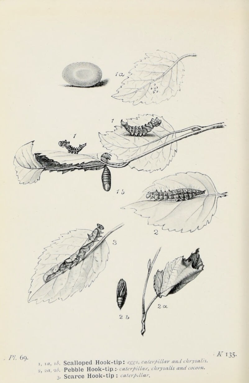 K 135- ,, I a, I b. Scalloped Hook-tip: eggs, calcrpilhir and chrysalis. 2 2/>. Pebble Hook-tipcaterpillar, chrysalis and cocoon.