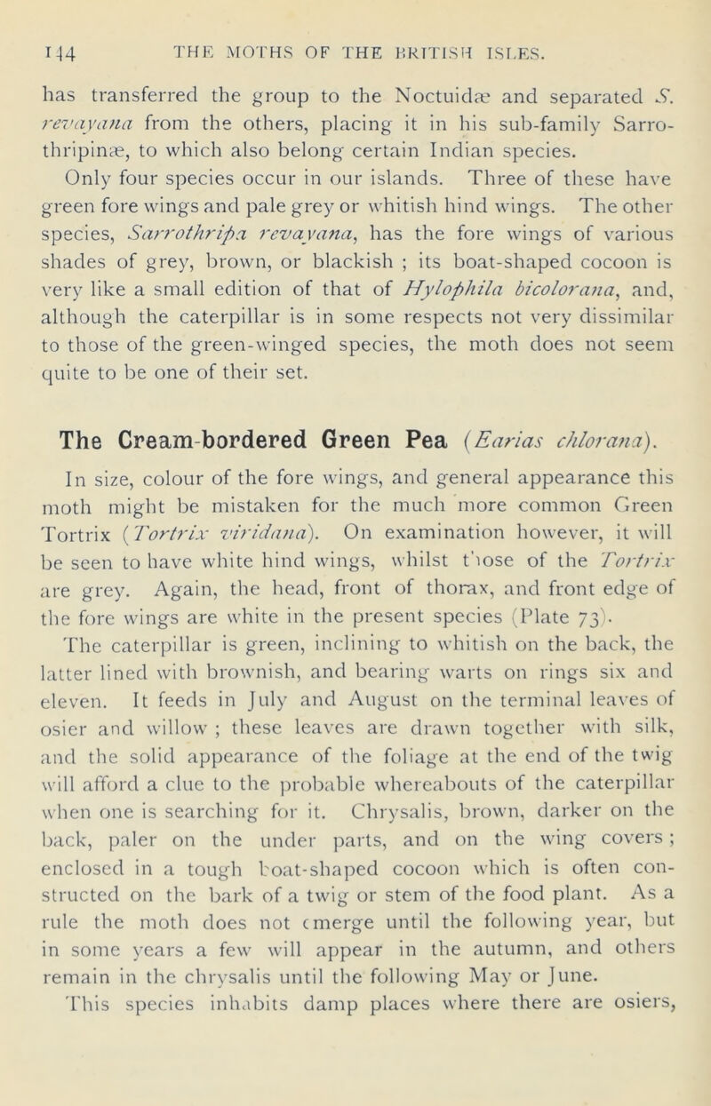 has transferred the group to the Noctuiclae and separated .9. rev ay ana from the others, placing it in his sub-family Sarro- thripinae, to which also belong certain Indian species. Only four species occur in our islands. Three of these have green fore wings and pale grey or whitish hind wings. The other species, Sarrothripa rev ay ana, has the fore wings of various shades of grey, brown, or blackish ; its boat-shaped cocoon is very like a small edition of that of Hylophila bicolorana, and, although the caterpillar is in some respects not very dissimilar to those of the green-winged species, the moth does not seem quite to be one of their set. The Cream-bordered Green Pea (Earias chlorana). In size, colour of the fore wings, and general appearance this moth might be mistaken for the much more common Green Tortrix (Tortrix viridana). On examination however, it will be seen to have white hind wings, whilst those of the Tortrix are grey. Again, the head, front of thorax, and front edge of the fore wings are white in the present species (Plate 73). The caterpillar is green, inclining to whitish on the back, the latter lined with brownish, and bearing warts on rings six and eleven. It feeds in July and August on the terminal leaves of osier and willow ; these leaves are drawn together with silk, and the solid appearance of the foliage at the end of the twig- will afford a clue to the probable whereabouts of the caterpillar when one is searching for it. Chrysalis, brown, darker on the back, paler on the under parts, and on the wing covers ; enclosed in a tough boat-shaped cocoon which is often con- structed on the bark of a twig or stem of the food plant. As a rule the moth does not emerge until the following year, but in some years a few will appear in the autumn, and others remain in the chrysalis until the following May or June. This species inhabits damp places where there are osiers,