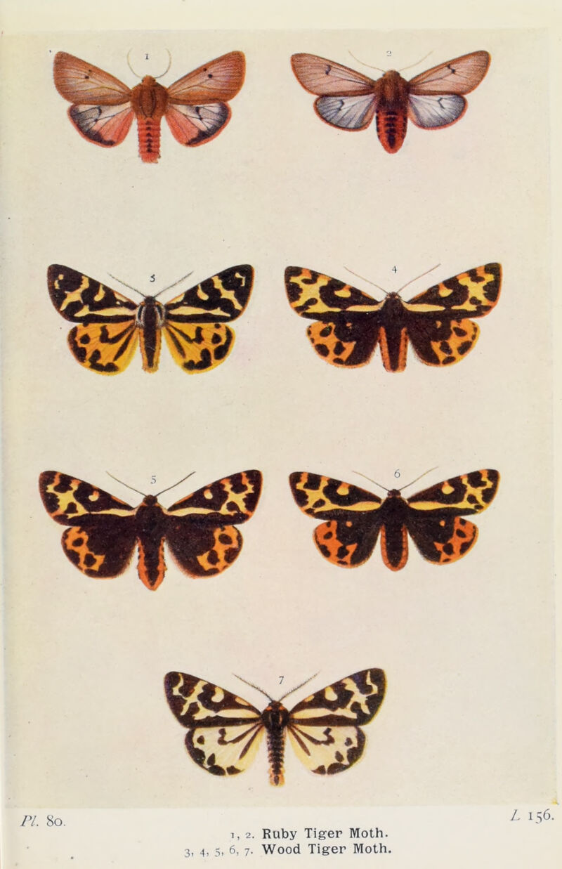 PI. 80. L l$6' i, 2. Ruby Tiger Moth.