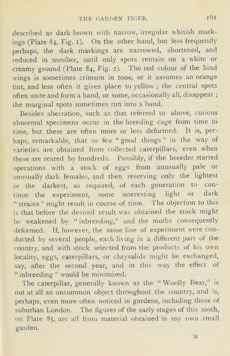 described as dark brown with narrow, irregular whitish mark- ings (Plate 84, Fig. 1). On the other hand, but less frequently perhaps, the dark markings are narrowed, shortened, and reduced in number, until only spots remain on a white or creamy ground (Plate 84, Fig. 2). The red colour of the hind wings is sometimes crimson in tone, or it assumes an orange tint, and less often it gives place to yellow ; the central spots often unite and form a band, or some, occasionally all, disappear ; the marginal spots sometimes run into a band. Besides aberration, such as that referred to above, curious abnormal specimens occur in the breeding cage from time to time, but these are often more or less deformed. It is, per- haps, remarkable, that so few “ good things ” in the way of varieties are obtained from collected caterpillars, even when these are reared by hundreds. Possibly, if the breeder started operations with a stock of eggs from unusually pale or unusually dark females, and then reserving only the lightest or the darkest, as required, of each generation to con- tinue the experiment, some interesting light or dark “ strains ” might result in course of time. The objection to this is that before the desired result was obtained the stock might be weakened by “ inbreeding,” and the moths consequently deformed. If, however, the same line of experiment were con- ducted by several people, each living in a different part of the country, and with stock selected from the products of his own locality, eggs, caterpillars, or chrysalids might be exchanged, say, after the second year, and in this way the effect of “ inbreeding ” would be minimized. The caterpillar, generally known as the “Woolly Bear,'’ is not at all an uncommon object throughout the country, and is, perhaps, even more often noticed in gardens, including those of suburban London. The figures of the early stages of this moth, on Plate 85, are all from material obtained in my own small garden. M