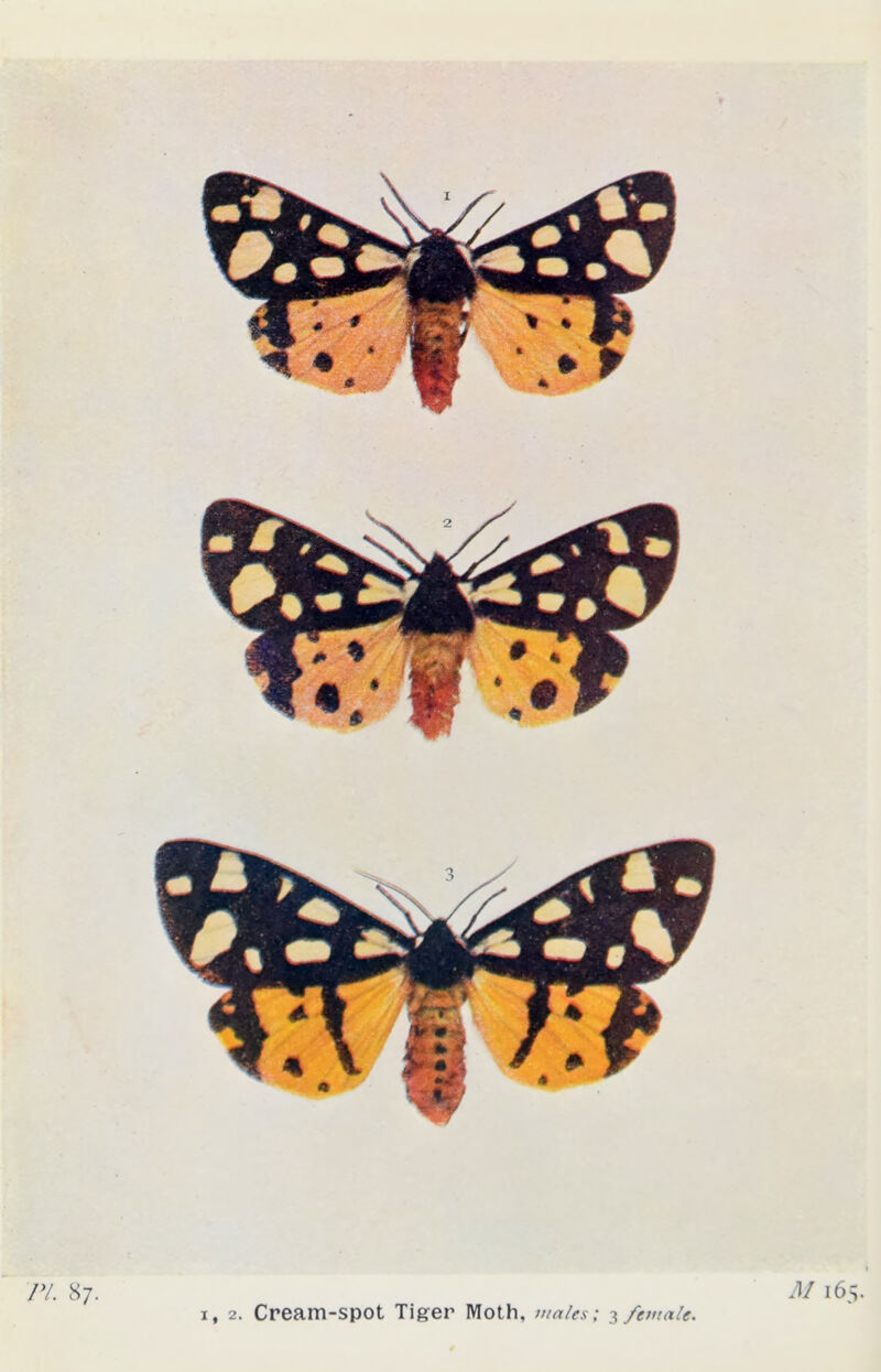 1, 2. Cream-spot Tiger Moth, males; 3 female.