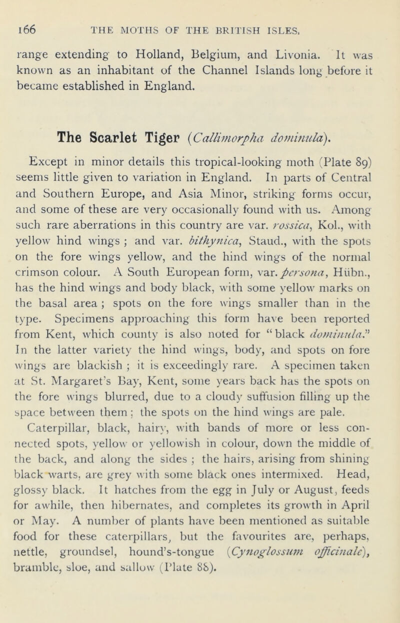 range extending to Holland, Belgium, and Livonia. It was known as an inhabitant of the Channel Islands long before it became established in England. The Scarlet Tiger (Callimorpha dominula). Except in minor details this tropical-looking moth (Plate 89) seems little given to variation in England. In parts of Central and Southern Europe, and Asia Minor, striking forms occur, and some of these are very occasionally found with us. Among such rare aberrations in this country are var. rossica, Kol., with yellow hind wings ; and var. bithynica, Staud., with the spots on the fore wings yellow, and the hind wings of the normal crimson colour. A South European form, var .persona, Hiibn., has the hind wings and body black, with some yellow marks on the basal area ; spots on the fore wings smaller than in the type. Specimens approaching this form have been reported from Kent, which county is also noted for “ black dominula In the latter variety the hind wings, body, and spots on fore wings are blackish ; it is exceedingly rare. A specimen taken at St. Margaret’s Bay, Kent, some years back has the spots on the fore wings blurred, due to a cloudy suffusion filling up the space between them ; the spots on the hind wings are pale. Caterpillar, black, hairy, with bands of more or less con- nected spots, yellow or yellowish in colour, down the middle of the back, and along the sides ; the hairs, arising from shining black warts, are grey with some black ones intermixed. Head, glossy black. It hatches from the egg in July or August, feeds for awhile, then hibernates, and completes its growth in April or May. A number of plants have been mentioned as suitable food for these caterpillars, but the favourites are, perhaps, nettle, groundsel, hound’s-tongue (Cynoglossum officinale), bramble, sloe, and sallow (Plate 88).