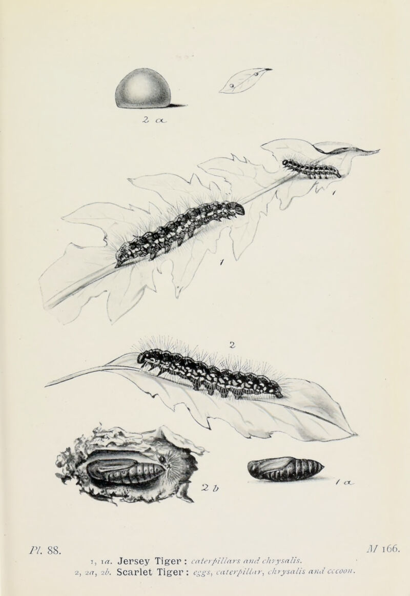 2, 2a, ib. Scarlet Tiger: eggs, caterpillar, chrysalis and cccoon.