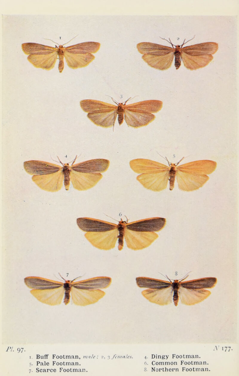 Pl. 97- *v ‘77- j. Buff Footman, male; 2, s females. 4. Dingy Footman. 5. Pale Footman. 6. Common Footman.