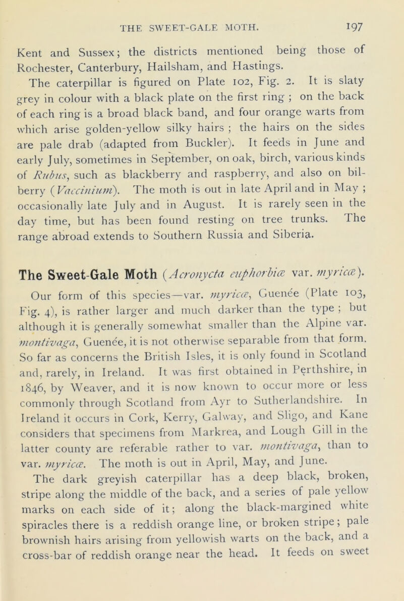 Kent and Sussex; the districts mentioned being those of Rochester, Canterbury, Hailsham, and Hastings. The caterpillar is figured on Plate 102, Fig. 2. It is slaty grey in colour with a black plate on the first ring ; on the back of each ring is a broad black band, and four orange warts from which arise golden-yellow silky hairs ; the hairs on the sides are pale drab (adapted from Buckler). It feeds in June and early July, sometimes in September, on oak, birch, various kinds of Rubus, such as blackberry and raspberry, and also on bil- berry ( Vacciniuni). The moth is out in late April and in May ; occasionally late July and in August. It is rarely seen in the day time, but has been found resting on tree trunks. The range abroad extends to Southern Russia and Siberia. The Sweet-Gale Moth (A crony eta euphorbia var. mynca). Our form of this species—var. myricce, Guenee (Plate 103, Fig. 4), is rather larger and much darker than the type ; but although it is generally somewhat smaller than the Alpine var. montivaga, Guenee, it is not otherwise separable from that form. So far as concerns the British Isles, it is only found in Scotland and, rarely, in Ireland. It was first obtained in Perthshire, in 1846, by Weaver, and it is now known to occur moie 01 less commonly through Scotland from Ayr to Sutherlandshire. In Ireland it occurs in Cork, Kerry, Galway, and Sligo, and Kane considers that specimens from Markrea, and Lough Gill in the latter county are referable rather to var. montivaga, than to var. myricce. The moth is out in April, May, and June. The dark greyish caterpillar has a deep black, bioken, stripe along the middle of the back, and a series of pale \ellov marks on each side of it; along the black-margined white spiracles there is a reddish orange line, or broken stripe; pale brownish hairs arising from yellowish warts on the back, and a cross-bar of reddish orange near the head. It feeds on sweet