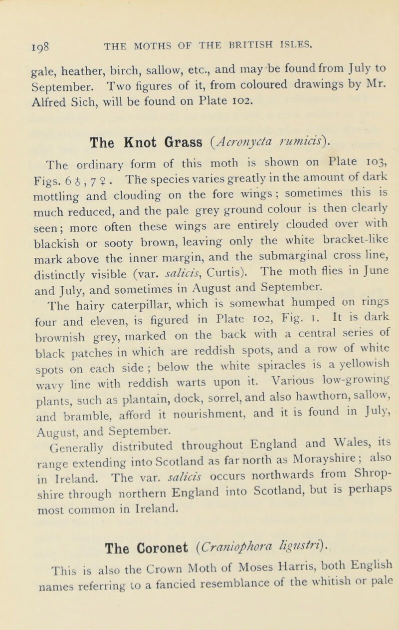 gale, heather, birch, sallow, etc., and may be found from July to September. Two figures of it, from coloured drawings by Mr. Alfred Sich, will be found on Plate 102. The Knot Grass (A crony da nomas). The ordinary form of this moth is shown on Plate 103, Figs. 6 6,7$. The species varies greatly in the amount of dark mottling and clouding on the fore wings ; sometimes this is much reduced, and the pale grey ground colour is then cleaily seen; more often these wings are entirely clouded over with blackish or sooty brown, leaving only the white bracket-like mark above the inner margin, and the submarginal cross line, distinctly visible (var. salicis, Curtis). The moth flies in June and July, and sometimes in August and September. The hairy caterpillar, which is somewhat humped on rings four and eleven, is figured in Plate 102, Fig. 1. It is dark brownish grey, marked on the back with a cential seiies of black patches in which are reddish spots, and a row of white spots on each side ; below the white spiracles is a yellowish wavy line with reddish warts upon it. Various low-growing plants, such as plantain, dock, sorrel, and also hawthorn, sallow, and bramble, afford it nourishment, and it is found in July, August, and September. Generally distributed throughout England and Wales, its range extending into Scotland as far north as Morayshire; also in Ireland. The var. salicis occurs northwards from Shrop- shire through northern England into Scotland, but is peihaps most common in Ireland. The Coronet (Craniophora ligustn). This is also the Crown Moth of Moses Harris, both English names referring to a fancied resemblance of the whitish or pale