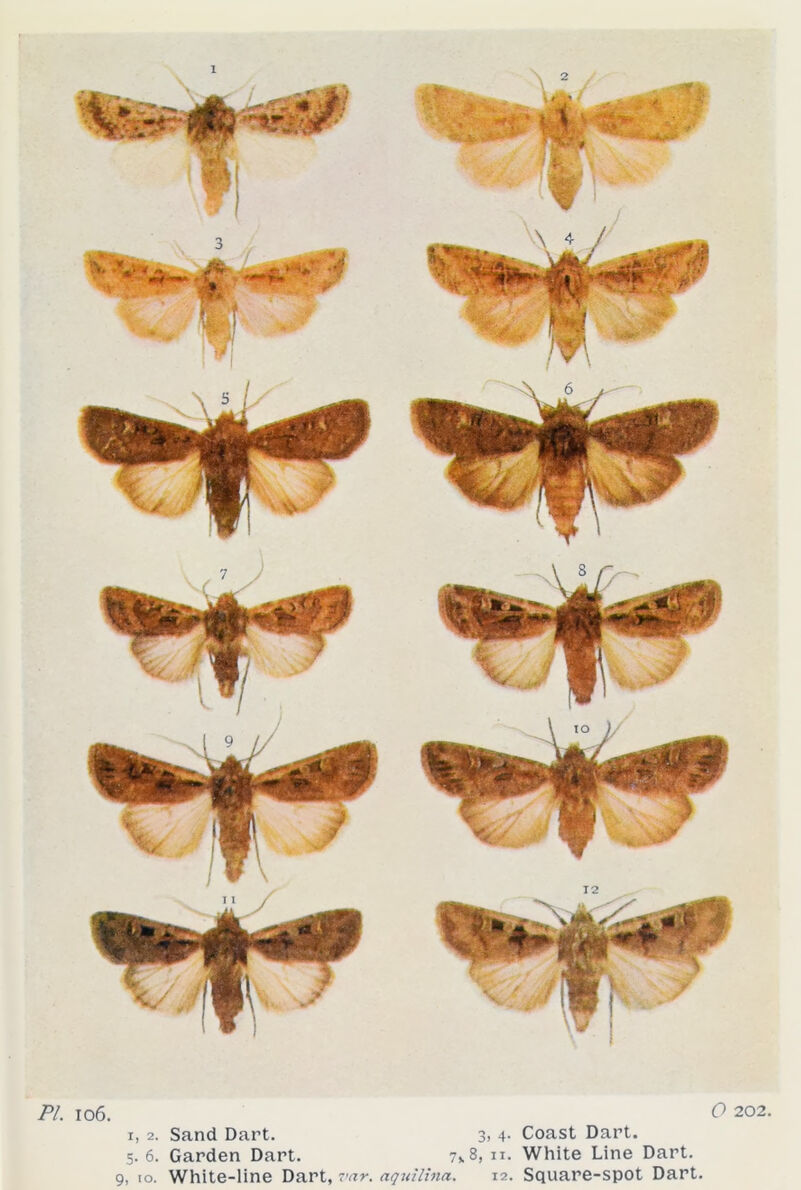 PI. 106. i, 2. Sand Dart. 5. 6. Garden Dart. O 202. 3, 4. Coast Dart. 7*8, ix. White Line Dart. 9, to. White-line Dart, var. aquilina. 12. Square-spot Dart.