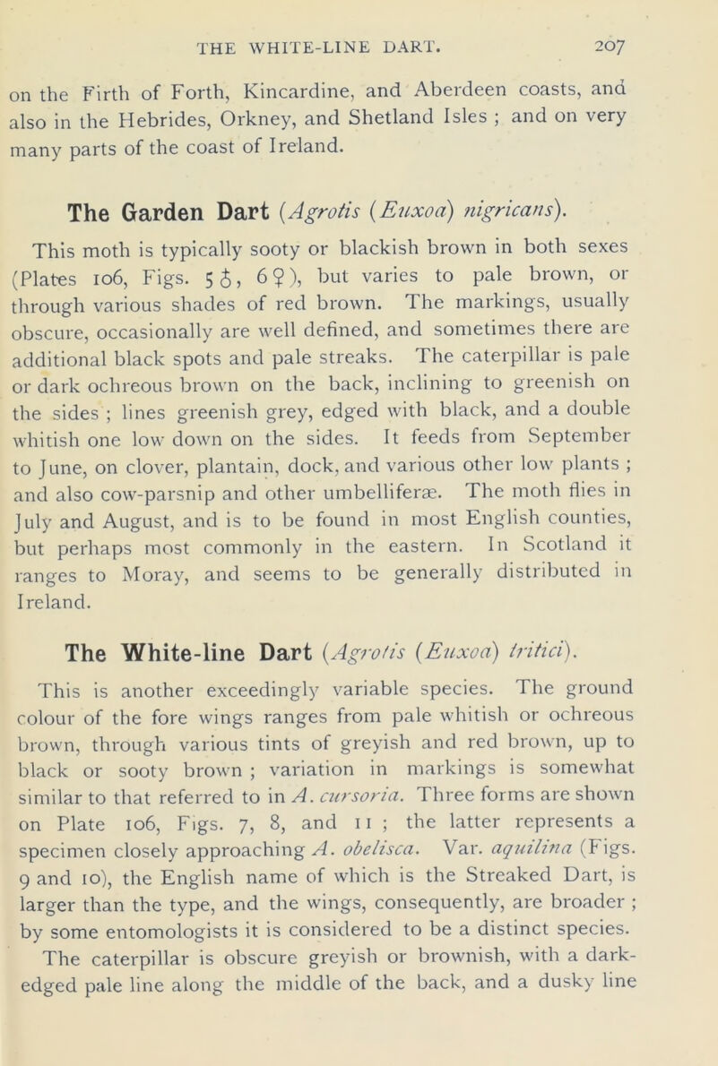 on the Firth of Forth, Kincardine, and Aberdeen coasts, and also in the Hebrides, Orkney, and Shetland Isles ; and on very many parts of the coast of Ireland. The Garden Dart (Agrotis (Euxoa) nigricans). This moth is typically sooty or blackish brown in both sexes (Plates 106, Figs. 5$, 6$), but varies to pale brown, or through various shades of red brown. The markings, usually obscure, occasionally are well defined, and sometimes there are additional black spots and pale streaks. The caterpillar is pale or dark oclireous brown on the back, inclining to greenish on the sides ; lines greenish grey, edged with black, and a double whitish one low down on the sides. It feeds from September to June, on clover, plantain, dock, and various other low plants ; and also cow-parsnip and other umbelliferae. The moth dies in July and August, and is to be found in most English counties, but perhaps most commonly in the eastern. In Scotland it ranges to Moray, and seems to be generally distributed in Ireland. The White-line Dart (A gratis (Euxoa) tritici). This is another exceedingly variable species. The ground colour of the fore wings ranges from pale whitish or ochreous brown, through various tints of greyish and red brown, up to black or sooty brown ; variation in markings is somewhat similar to that referred to in A. cursoria. Three forms are shown on Plate 106, Figs. 7, 8, and 11 ; the latter represents a specimen closely approaching A. obclisca. Var. aquilina (Figs. 9 and 10), the English name of which is the Streaked Dart, is larger than the type, and the wings, consequently, are broader ; by some entomologists it is considered to be a distinct species. The caterpillar is obscure greyish or brownish, with a dark- edged pale line along the middle of the back, and a dusky line