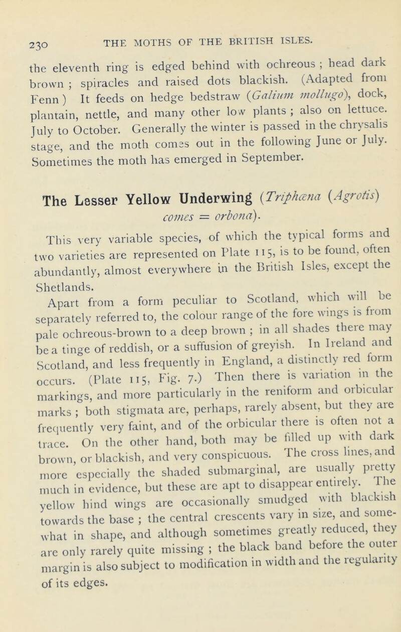 the eleventh ring is edged behind with ochreous ; head dark brown ; spiracles and raised dots blackish. (Adapted fioni Fenn) It feeds on hedge bedstraw (Galium mollugo), dock, plantain, nettle, and many other low plants ; also on lettuce. July to October. Generally the winter is passed in the chrysalis stage, and the moth comes out in the following June or July. Sometimes the moth has emerged in September. The Lesser Yellow Underwing {Tnphcena (Agrotis) comes = orbona). This very variable species, of which the typical forms and two varieties are represented on Plate 115, is to be found, often abundantly, almost everywhere in the British Isles, except the Shetlands. Apart from a form peculiar to Scotland, which will be separately referred to, the colour range of the fore wings is from pale ochreous-brown to a deep brown ; in all shades there may be a tinge of reddish, or a suffusion of greyish. In Ireland and Scotland, and less frequently in England, a distinctly red form occurs. (Plate 115, Fig- 7-) Then there is variation in the markings, and more particularly in the reniform and oibicular marks ; both stigmata are, perhaps, rarely absent, but they aie frequently very faint, and of the orbicular there is often not a trace. On the other hand, both may be filled up with dark brown, or blackish, and very conspicuous. The cross lines, and more especially the shaded submarginal, are usually pretty much in evidence, but these are apt to disappear entirely. The yellow hind wings are occasionally smudged with blackis towards the base ; the central crescents vary in size, and some- what in shape, and although sometimes greatly reduced, they are only rarely quite missing ; the black band before the outer margin is also subject to modification in width and the regularity of its edges.