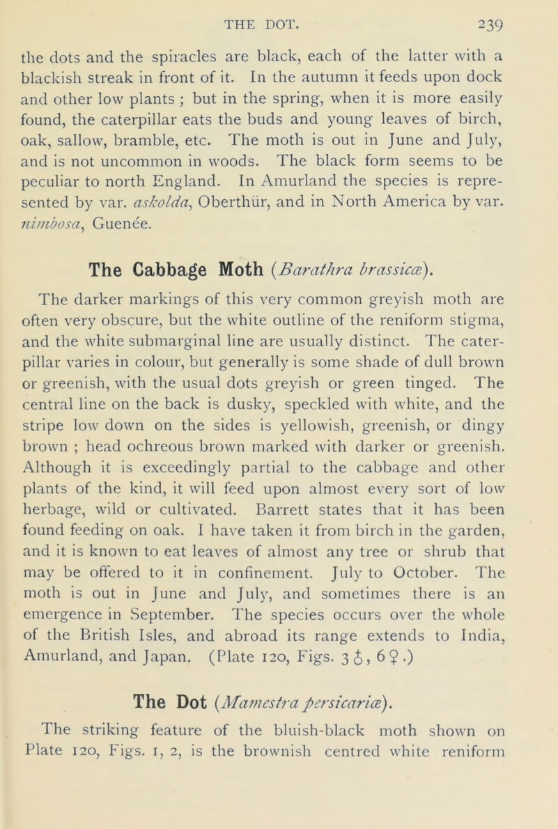 the dots and the spiracles are black, each of the latter with a blackish streak in front of it. In the autumn it feeds upon dock and other low plants ; but in the spring, when it is more easily found, the caterpillar eats the buds and young leaves of birch, oak, sallow, bramble, etc. The moth is out in June and July, and is not uncommon in woods. The black form seems to be peculiar to north England. In Amurland the species is repre- sented by var. askolda, Oberthiir, and in North America by var. nimbosa, Guenee. The Cabbage Moth {Barat hr a brassicce). The darker markings of this very common greyish moth are often very obscure, but the white outline of the reniform stigma, and the white submarginal line are usually distinct. The cater- pillar varies in colour, but generally is some shade of dull brown or greenish, with the usual dots greyish or green tinged. The central line on the back is dusky, speckled with white, and the stripe low down on the sides is yellowish, greenish, or dingy brown ; head ochreous brown marked with darker or greenish. Although it is exceedingly partial to the cabbage and other plants of the kind, it will feed upon almost every sort of low herbage, wild or cultivated. Barrett states that it has been found feeding on oak. I have taken it from birch in the garden, and it is known to eat leaves of almost any tree or shrub that may be offered to it in confinement. July to October. The moth is out in June and July, and sometimes there is an emergence in September. The species occurs over the whole of the British Isles, and abroad its range extends to India, Amurland, and Japan. (Plate 120, Figs. 3<$, 6 9-) The Dot (Mamcstra persicarice). The striking feature of the bluish-black moth shown on Plate 120, Figs. 1, 2, is the brownish centred white reniform