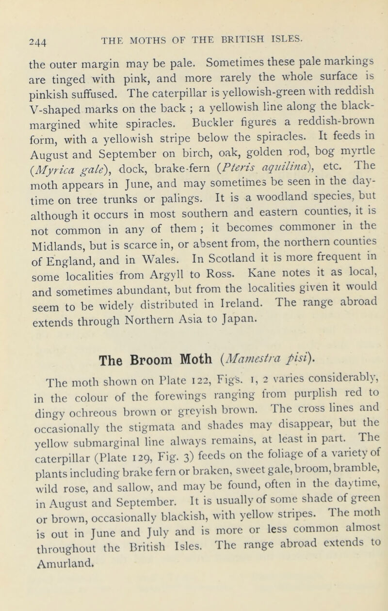 the outer margin may be pale. Sometimes these pale markings are tinged with pink, and more rarely the whole surface is pinkish suffused. The caterpillar is yellowish-green with reddish V-shaped marks on the back ; a yellowish line along the black- margined white spiracles. Buckler figures a reddish-brown form, with a yellowish stripe below the spiracles. It feeds in August and September on birch, oak, golden rod, bog myrtle (Myrica gale), dock, brake-fern (Ptens aquilina), etc. The moth appears in June, and may sometimes be seen in the day- time on tree trunks or palings. It is a woodland species, but although it occurs in most southern and eastern counties, it is not common in any of them ; it becomes commoner in the Midlands, but is scarce in, or absent from, the northern counties of England, and in Wales. In Scotland it is more frequent in some localities from Argyll to Ross. Kane notes it as local, and sometimes abundant, but from the localities given it would seem to be widely distributed in Ireland. The range abioad extends through Northern Asia to Japan. The Broom Moth (Mamestra pisi). The moth shown on Plate 122, Figs. 1, 2 varies considerably, in the colour of the forewings ranging from purplish red to dingy ochreous brown or greyish brown. The cross lines and occasionally the stigmata and shades may disappear but the yellow submarginal line always remains, at least in part. The caterpillar (Plate 129, Fig. 3) feeds on the foliage of a variety of plants including brake fern or braken, sweet gale, broom, bramble, wild rose, and sallow, and may be found, often in the daytime, in August and September. It is usually of some shade of green or brown, occasionally blackish, with yellow stripes. The moth is out in June and July and is more or less common almost throughout the British Isles. The range abroad extends to Amurland.