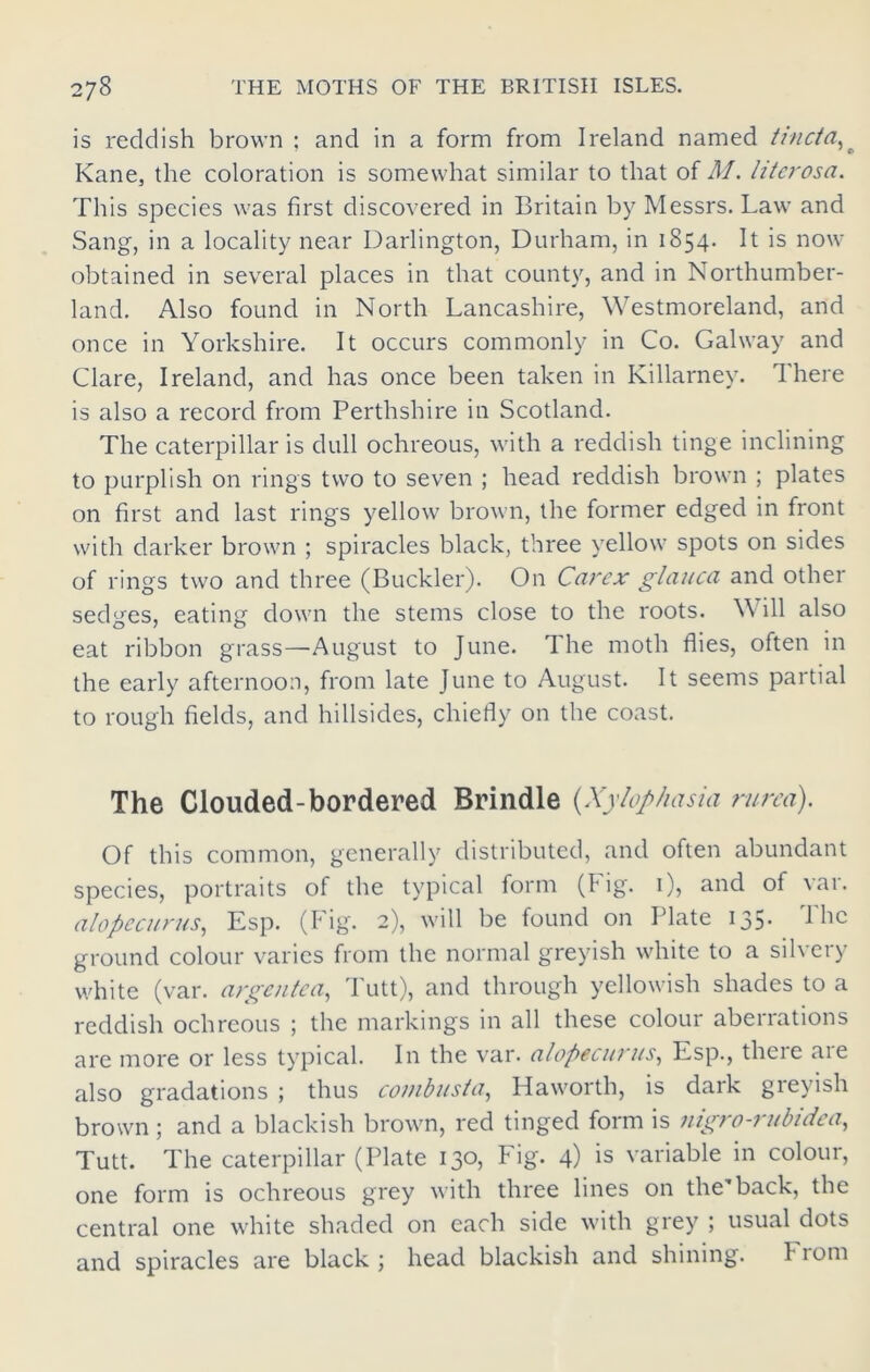 is reddish brown ; and in a form from Ireland named tinctaK Kane, the coloration is somewhat similar to that of M. litcrosa. This species was first discovered in Britain by Messrs. Law and Sang, in a locality near Darlington, Durham, in 1854. It is now obtained in several places in that county, and in Northumber- land. Also found in North Lancashire, Westmoreland, and once in Yorkshire. It occurs commonly in Co. Galway and Clare, Ireland, and has once been taken in Killarney. There is also a record from Perthshire in Scotland. The caterpillar is dull ochreous, with a reddish tinge inclining to purplish on rings two to seven ; head reddish brown ; plates on first and last rings yellow brown, the former edged in front with darker brown ; spiracles black, three yellow spots on sides of rings two and three (Buckler). On Car ex glauca and other sedges, eating down the stems close to the roots. W ill also eat ribbon grass—August to June. The moth flies, often in the early afternoon, from late June to August. It seems partial to rough fields, and hillsides, chiefly on the coast. The Clouded-bordered Brindle (Xylophasia rurcci). Of this common, generally distributed, and often abundant species, portraits of the typical form (fig. 0? and va1, alopecurus, Esp. (Fig. 2), will be found on Plate 135. The ground colour varies from the normal greyish white to a silvery white (var. argentea, Tutt), and through yellowish shades to a reddish ochreous ; the markings in all these colour aberrations are more or less typical. In the var. alopecurus, Esp., there are also gradations ; thus combusta, Haworth, is dark greyish brown ; and a blackish brown, red tinged form is nigro-rubidea, Tutt. The caterpillar (Plate 130, Fig. 4) is variable in colour, one form is ochreous grey with three lines on the'back, the central one white shaded on each side with grey ; usual dots and spiracles are black; head blackish and shining. From