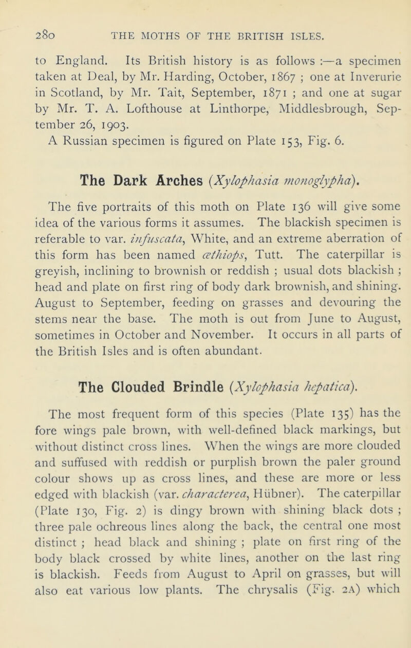 to England. Its British history is as follows :—a specimen taken at Deal, by Mr. Harding, October, 1867 ; one at Inverurie in Scotland, by Mr. Tait, September, 1871 ; and one at sugar by Mr. T. A. Lofthouse at Linthorpe, Middlesbrough, Sep- tember 26, 1903. A Russian specimen is figured on Plate 153, Fig. 6. The Dark Arches (Xylophasia monoglypha). The five portraits of this moth on Plate 136 will give some idea of the various forms it assumes. The blackish specimen is referable to var. infuscata, White, and an extreme aberration of this form has been named cethiops, Tutt. The caterpillar is greyish, inclining to brownish or reddish ; usual dots blackish ; head and plate on first ring of body dark brownish, and shining. August to September, feeding on grasses and devouring the stems near the base. The moth is out from June to August, sometimes in October and November. It occurs in all parts of the British Isles and is often abundant. The Clouded Brindle (Xylophasia hepatica). The most frequent form of this species (Plate 135) has the fore wings pale brown, with well-defined black markings, but without distinct cross lines. When the wings are more clouded and suffused with reddish or purplish brown the paler ground colour shows up as cross lines, and these are more or less edged with blackish (var.charactered, Hiibner). The caterpillar (Plate 130, Fig. 2) is dingy brown with shining black dots ; three pale ochreous lines along the back, the central one most distinct ; head black and shining ; plate on first ring of the body black crossed by white lines, another on the last ring is blackish. Feeds from August to April on grasses, but will also eat various low plants. The chrysalis (Fig. 2A) which