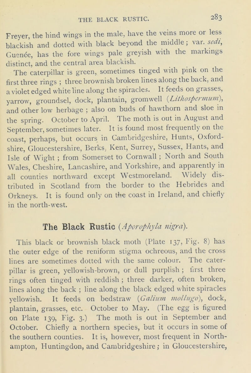 THE BLACK RUSTIC. Freyer, the hind wings in the male, have the veins more or less blackish and dotted with black beyond the middle; var. sedi, Guenee, has the fore wings pale greyish with the markings distinct, and the central area blackish. The caterpillar is green, sometimes tinged with pink on the first three rings ; three brownish broken lines along the back, and a violet edged white line along the spiracles. It feeds on glasses, yarrow, groundsel, dock, plantain, gromwell (Lithospermum), and other low herbage ; also on buds of hawthorn and sloe in the spring. October to April. I he moth is out in August and September, sometimes later. It is found most frequently on the coast, perhaps, but occurs in Cambridgeshire, Hunts, Oxford- shire, Gloucestershire, Berks, Kent, Surrey, Sussex, Hants, and Isle of Wight ; from Somerset to Cornwall ; North and South Wales, Cheshire, Lancashire, and Yorkshire, and apparently in all counties northward except Westmoreland. \\ idely dis- tributed in Scotland from the border to the Hebrides and Orkneys. It is found only on the coast in Ireland, and chiefly in the north-west. The Black Rustic (.Aporophyla nigra). This black or brownish black moth (Plate 137, Fig. 8) has the outer edge of the reniform stigma ochreous, and the cross lines are sometimes dotted with the same colour. 1 he cater- pillar is green, yellowish-brown, or dull purplish ; iirst three rings often tinged with reddish ; three darker, often broken, lines along the back ; line along the black edged white spiracles yellowish. It feeds on bedstraw (Galium moll//go), dock, plantain, grasses, etc. October to May. (The egg is figured on Plate 139, Fig. 3.) The moth is out in September and October. Chiefly a northern species, but it occurs in some of the southern counties. It is, however, most frequent in North- ampton, Huntingdon, and Cambridgeshire; in Gloucestershire,