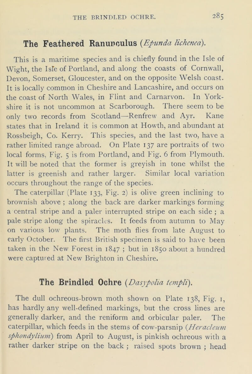The Feathered Ranunculus (Epunda lichened). This is a maritime species and is chiefly found in the Isle of Wight, the Isle of Portland, and along the coasts of Cornwall, Devon, Somerset, Gloucester, and on the opposite Welsh coast. It is locally common in Cheshire and Lancashire, and occurs on the coast of North Wales, in Flint and Carnarvon. In York- shire it is not uncommon at Scarborough. There seem to be only two records from Scotland—Renfrew and Ayr. Kane states that in Ireland it is common at Howth, and abundant at Rossbeigh, Co. Kerry. This species, and the last two, have a rather limited range abroad. On Plate 137 are portraits of two local forms, Fig. 5 is from Portland, and Fig. 6 from Plymouth. It will be noted that the former is greyish in tone whilst the latter is greenish and rather larger. Similar local variation occurs throughout the range of the species. The caterpillar (Plate 133, Fig. 2) is olive green inclining to brownish above ; along the back are darker markings forming a central stripe and a paler interrupted stripe on each side ; a pale stripe along the spiracles. It feeds from autumn to May on various low plants. The moth flies from late August to early October. The first British specimen is said to have been taken in the New Forest in 1847 ; but in 1850 about a hundred were captured at New Brighton in Cheshire. The Brindled Ochre (Dasypolia templi). The dull ochreous-brown moth shown on Plate 138, Fig. 1, has hardly any well-defined markings, but the cross lines are generally darker, and the reniform and orbicular paler. The caterpillar, which feeds in the stems of cow-parsnip (.Heracleum sphondylinni) from April to August, is pinkish ochreous with a rather darker stripe on the back ; raised spots brown ; head