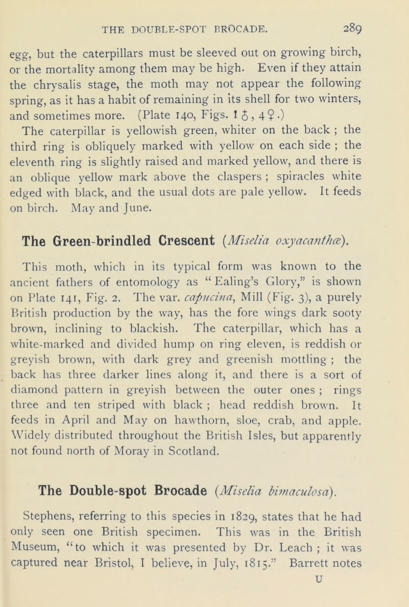 egg, but the caterpillars must be sleeved out on growing birch, or the mortality among them may be high. Even if they attain the chrysalis stage, the moth may not appear the following spring, as it has a habit of remaining in its shell for two winters, and sometimes more. (Plate 140, Figs. I $ , 4? •) The caterpillar is yellowish green, whiter on the back ; the third ring is obliquely marked with yellow on each side ; the eleventh ring is slightly raised and marked yellow, and there is an oblique yellow mark above the claspers ; spiracles white edged with black, and the usual dots are pale yellow. It feeds on birch. May and June. The Green-brindled Crescent (Miselio oxyacanthce). This moth, which in its typical form was known to the ancient fathers of entomology as “ Ealing’s Glory,” is shown on Plate 141, Fig. 2. The var. capucina, Mill (Fig. 3), a purely British production by the way, has the fore wings dark sooty brown, inclining to blackish. The caterpillar, which has a white-marked and divided hump on ring eleven, is reddish or greyish brown, with dark grey and greenish mottling ; the back has three darker lines along it, and there is a sort of diamond pattern in greyish between the outer ones ; rings three and ten striped with black ; head reddish brown. It feeds in April and May on hawthorn, sloe, crab, and apple. Widely distributed throughout the British Isles, but apparently not found north of Moray in Scotland. The Double-spot Brocade (Miselia bimaculosa). Stephens, referring to this species in 1829, states that he had only seen one British specimen. This was in the British Museum, ‘‘to which it was presented by Dr. Leach ; it was captured near Bristol, I believe, in July, 1815.” Barrett notes U