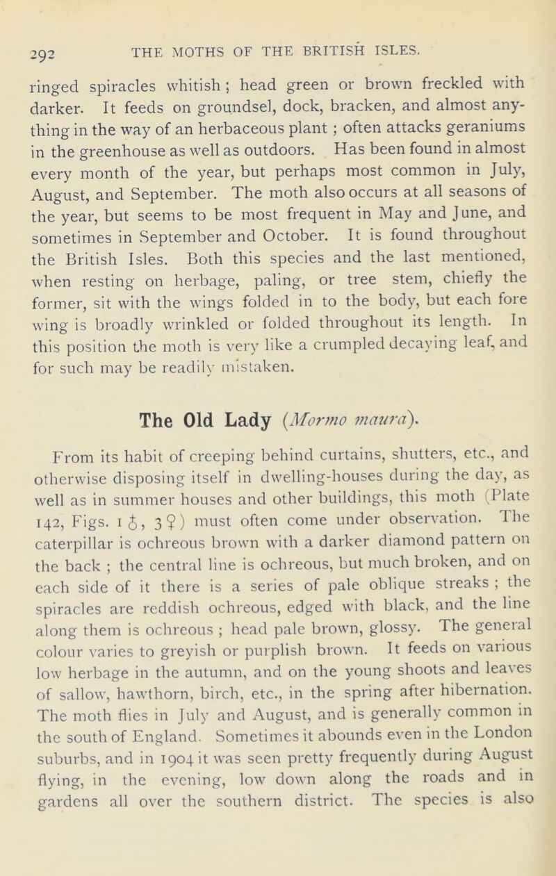 ringed spiracles whitish ; head green or brown freckled with darker. It feeds on groundsel, dock, bracken, and almost any- thing in the way of an herbaceous plant; often attacks geraniums in the greenhouse as well as outdoors. Has been found in almost every month of the year, but perhaps most common in July, August, and September. The moth also occurs at all seasons of the year, but seems to be most frequent in May and June, and sometimes in September and October. It is found throughout the British Isles. Both this species and the last mentioned, when resting on herbage, paling, or tree stem, chiefly the former, sit with the wings folded in to the body, but each fore wing is broadly wrinkled or folded throughout its length. In this position the moth is very like a crumpled decaying leaf, and for such may be readily mistaken. The Old Lady (Mormo maura). From its habit of creeping behind curtains, shutters, etc., and otherwise disposing itself in dwelling-houses during the day, as well as in summer houses and other buildings, this moth Plate 142, Figs. 1 3 $?) must often come under observation. The caterpillar is ochreous brown with a darker diamond pattern on the back ; the central line is ochreous, but much broken, and on each side of it there is a series of pale oblique streaks ; the spiracles are reddish ochreous, edged with black, and the line along them is ochreous ; head pale brown, glossy. The general colour varies to greyish or purplish brown. It feeds on various low herbage in the autumn, and on the young shoots and leaves of sallow, hawthorn, birch, etc., in the spring after hibernation. The moth flies in July and August, and is generally common in the south of England. Sometimes it abounds even in the London suburbs, and in 1904 it was seen pretty frequently during August flying, in the evening, low down along the roads and in gardens all over the southern district. The species is also