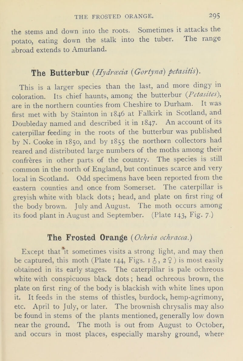 the stems and down into the roots. Sometimes it attacks the potato, eating down the stalk into the tuber. The range abroad extends to Amurland. The Butterbur (Hydrcecia (Gortyna) petasitis). This is a larger species than the last, and more dingy in coloration. Its chief haunts, among the butterbur (Petasites), are in the northern counties from Cheshire to Durham. It was first met with by Stainton in 1846 at Falkirk in Scotland, and Doubleday named and described it in 1847. An account of its caterpillar feeding in the roots of the butterbur was published by N. Cooke in 1850, and by 1855 the northern collectors had reared and distributed large numbers of the moths among their confreres in other parts of the country. The species is still common in the north of England, but continues scarce and very local in Scotland. Odd specimens have been reported from the eastern counties and once from Somerset. The caterpillar is greyish w'hite with black dots; head, and plate on first ring of the body brown. July and August. The moth occurs among its food plant in August and September. (Plate 143, Fig. 7.) The Frosted Orange (Ochria ochracea.) Except that it sometimes visits a strong light, and may then be captured, this moth (Plate 144, Figs. 1 2$) is most easily obtained in its early stages. The caterpillar is pale ochreous white with conspicuous black dots ; head ochreous brown, the plate on first ring of the body is blackish with w'hite lines upon it. It feeds in the stems of thistles, burdock, hemp-agrimony, etc. April to July, or later. The brownish chrysalis may also be found in stems of the plants mentioned, generally low down near the ground. The moth is out from August to October, and occurs in most places, especially marshy ground, where