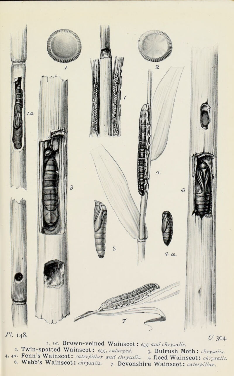 ' !4S- U 304. T> 1«• Brown-veined Wainscot: egg and chrysalis. 2. Twin-spotted Wainscot: egg, enlarged. 3. Bulrush Moth : chrysalis. 4. 4^- Fenn S Wainscot: caterpillar a>id chrysalis. 5. Reed Wainscot: chrysalis.