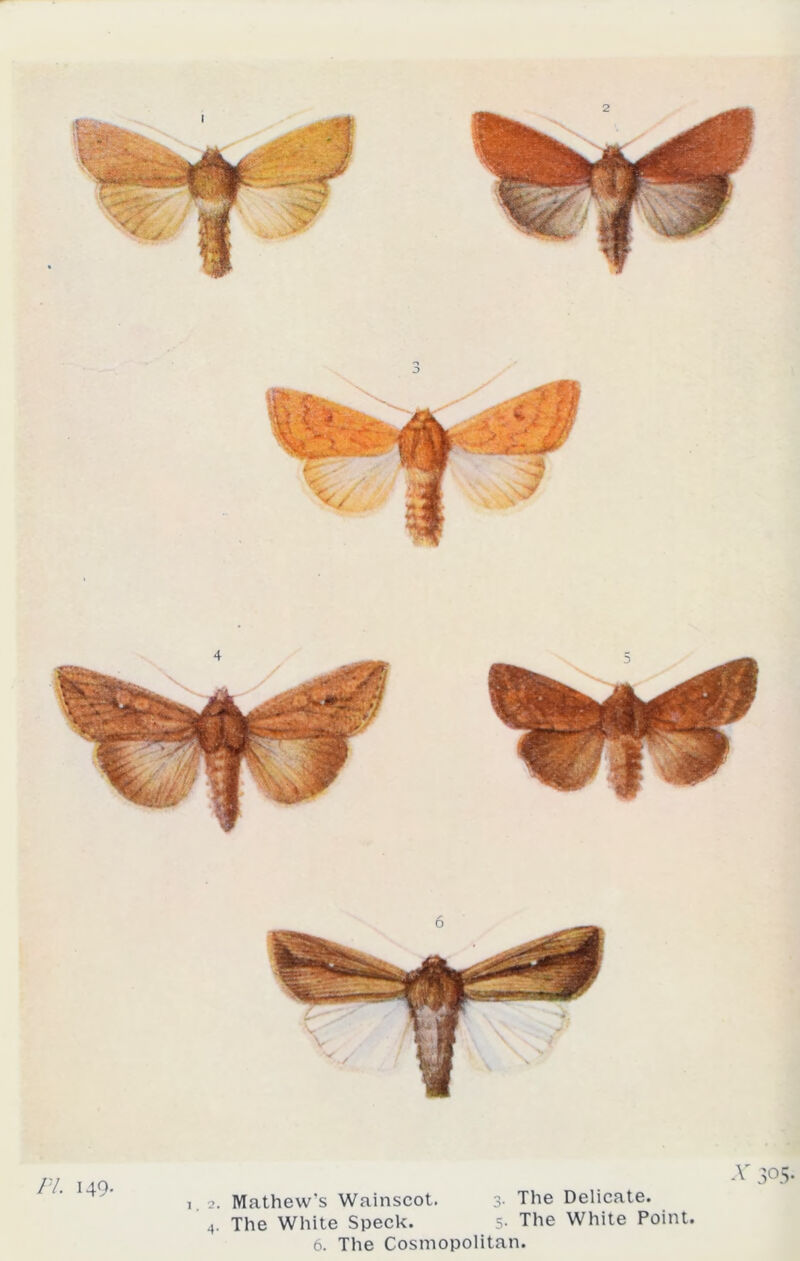 -V 3°5- PL 149- 1 2. Mathew's Wainscot. 3- The Delicate. 4. The White Speck. 5- The White Point.