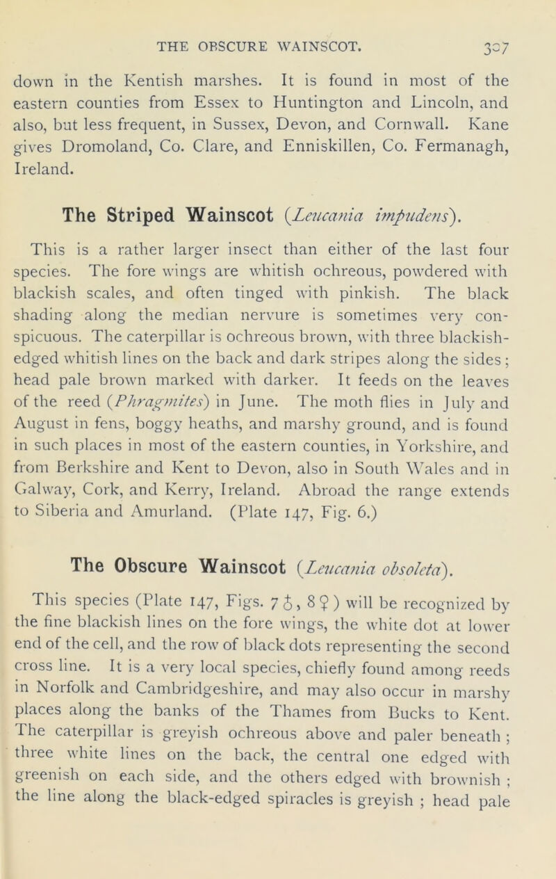 down in the Kentish marshes. It is found in most of the eastern counties from Essex to Huntington and Lincoln, and also, but less frequent, in Sussex, Devon, and Cornwall. Kane gives Dromoland, Co. Clare, and Enniskillen, Co. Fermanagh, Ireland. The Striped Wainscot (Leucania impudens). This is a rather larger insect than either of the last four species. The fore wings are whitish ochreous, powdered with blackish scales, and often tinged with pinkish. The black shading along the median nervure is sometimes very con- spicuous. The caterpillar is ochreous brown, with three blackish- edged whitish lines on the back and dark stripes along the sides; head pale brown marked with darker. It feeds on the leaves of the reed (Phragmites) in June. The moth flies in July and August in fens, boggy heaths, and marshy ground, and is found in such places in most of the eastern counties, in Yorkshire, and from Berkshire and Kent to Devon, also in South Wales and in Galway, Cork, and Kerry, Ireland. Abroad the range extends to Siberia and Amurland. (Plate 147, Fig. 6.) The Obscure Wainscot (.Leucania obsoleta). This species (Plate 147, Figs. 76,8?) will be recognized by the fine blackish lines on the fore wings, the white dot at lower end of the cell, and the row of black dots representing the second cross line. It is a very local species, chiefly found among reeds in Norfolk and Cambridgeshire, and may also occur in marshy places along the banks of the Thames from Bucks to Kent. The caterpillar is greyish ochreous above and paler beneath ; three white lines on the back, the central one edged with greenish on each side, and the others edged with brownish ; the line along the black-edged spiracles is greyish ; head pale
