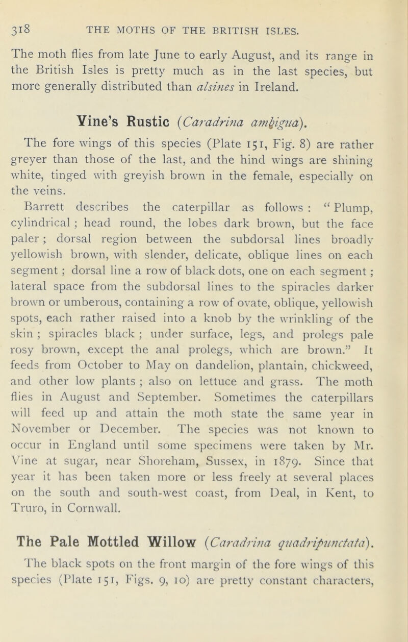 The moth flies from late June to early August, and its range in the British Isles is pretty much as in the last species, but more generally distributed than alsines in Ireland. Vine’s Rustic (Caradrina amfrigua). The fore wings of this species (Plate 151, Fig. 8) are rather greyer than those of the last, and the hind wings are shining white, tinged with greyish brown in the female, especially on the veins. Barrett describes the caterpillar as follows : “ Plump, cylindrical ; head round, the lobes dark brown, but the face paler; dorsal region between the subdorsal lines broadly yellowish brown, with slender, delicate, oblique lines on each segment ; dorsal line a row of black dots, one on each segment ; lateral space from the subdorsal lines to the spiracles darker brown or umberous, containing a row of ovate, oblique, yellowish spots, each rather raised into a knob by the wrinkling of the skin ; spiracles black ; under surface, legs, and prolegs pale rosy brown, except the anal prolegs, which are brown.” It feeds from October to May on dandelion, plantain, chickweed, and other low plants ; also on lettuce and grass. The moth flies in August and September. Sometimes the caterpillars will feed up and attain the moth state the same year in November or December. The species was not known to occur in England until some specimens were taken by Mr. Vine at sugar, near Shoreham, Sussex, in 1879. Since that year it has been taken more or less freely at several places on the south and south-west coast, from Deal, in Kent, to Truro, in Cornwall. The Pale Mottled Willow (Caradrina q-iiadripunctata). The black spots on the front margin of the fore wings of this species (Plate 151, Figs. 9, 10) are pretty constant characters,