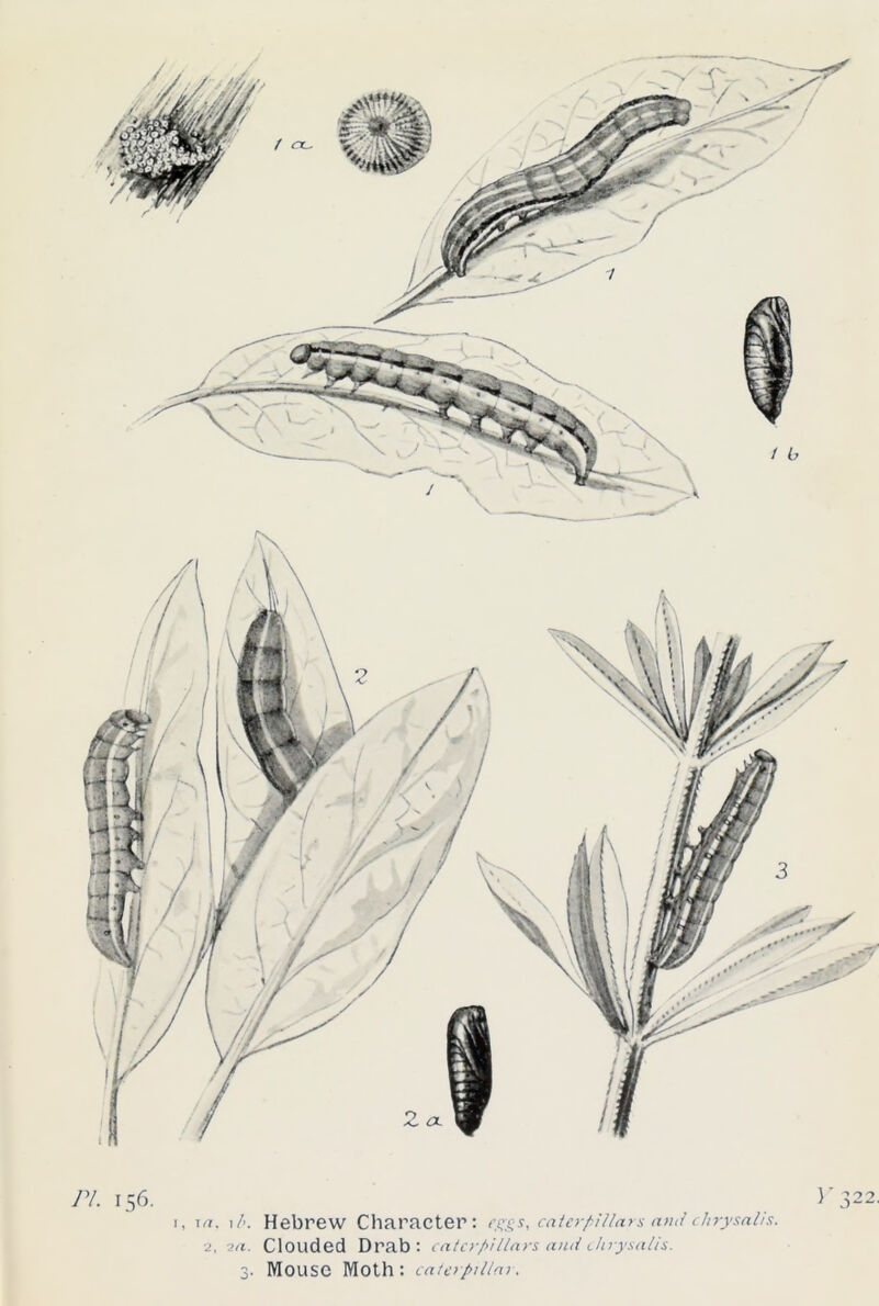 1, \a. i/>. Hebrew Character: eggs, caterpillars and chrysalis. 2. 2a. Clouded Drab: caterpillars and chrysalis. 3. Mouse Moth : caterpillar.