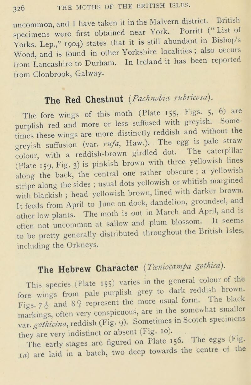 uncommon, and I have taken it in the Malvern district. British specimens were first obtained near York. Porritt ( List of Yorks. Lep.,” 1904) states that it is still abundant in Bishops Wood, and is found in other Yorkshire localities; also occurs from Lancashire to Durham. In Ireland it has been reported from Clonbrook, Galway. The Red Chestnut (Pachnobia rubricosa). The fore wings of this moth (Plate 155, tigs. 5> 6) aie purplish red and more or less suffused with greyish. Some- times these wings are more distinctly reddish and without the greyish suffusion (var. rufa. Haw.). The egg is pale straw colour, with a reddish-brown girdled dot. The caterpil ar (Plate 159, Fig. 3) is pinkish brown with three yellowish lines along the’ back, the central one rather obscure ; a yellowish stripe along the sides ; usual dots yellowish or whitish margined with blackish ; head yellowish brown, lined with darker brown It feeds from April to June on dock, dandelion, groundsel, and other low plants. The moth is out in March and April, and is often not uncommon at sallow and plum blossom. It seems to be pretty generally distributed throughout the British Isles, including the Orkneys. The Hebrew Character (Tamiocampa gothica). This species (Plate 155) varies in the general colour of the fore wings from pale purplish grey to dark reddish brown. Figs. 7 h and 8? represent the more usual form. 1 he bar markings, often very conspicuous, are in the somewhat smaller var. gothicina, reddish (Fig. 9)- Sometimes in Scotch specimens they are very indistinct or absent (Pig. 10). The early stages are figured on Plate 156. The eggs v ig. la) are laid in a batch, two deep towards the centre of the