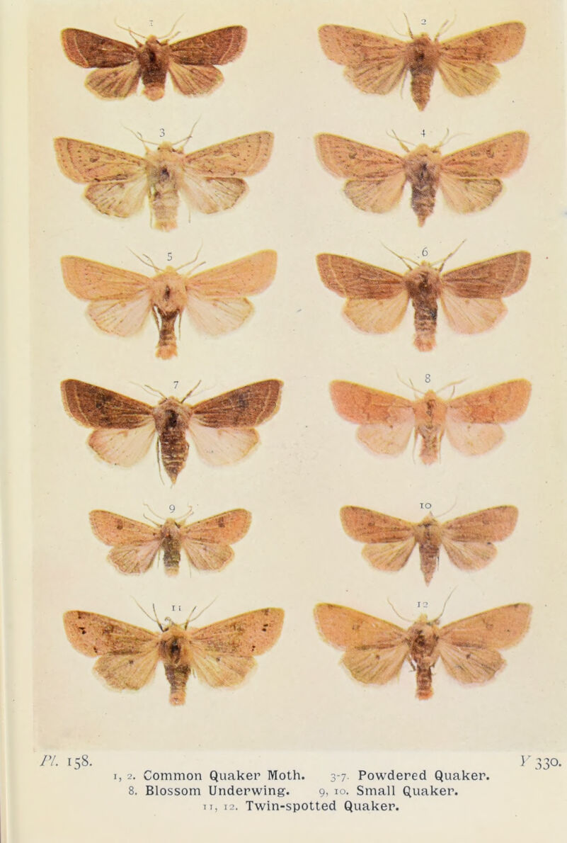 1, 2. Common Quaker Moth. 3-7 Powdered Quaker. 8. Blossom Underwing. 9, 10. Small Quaker. 11, 12. Twin-spotted Quaker.