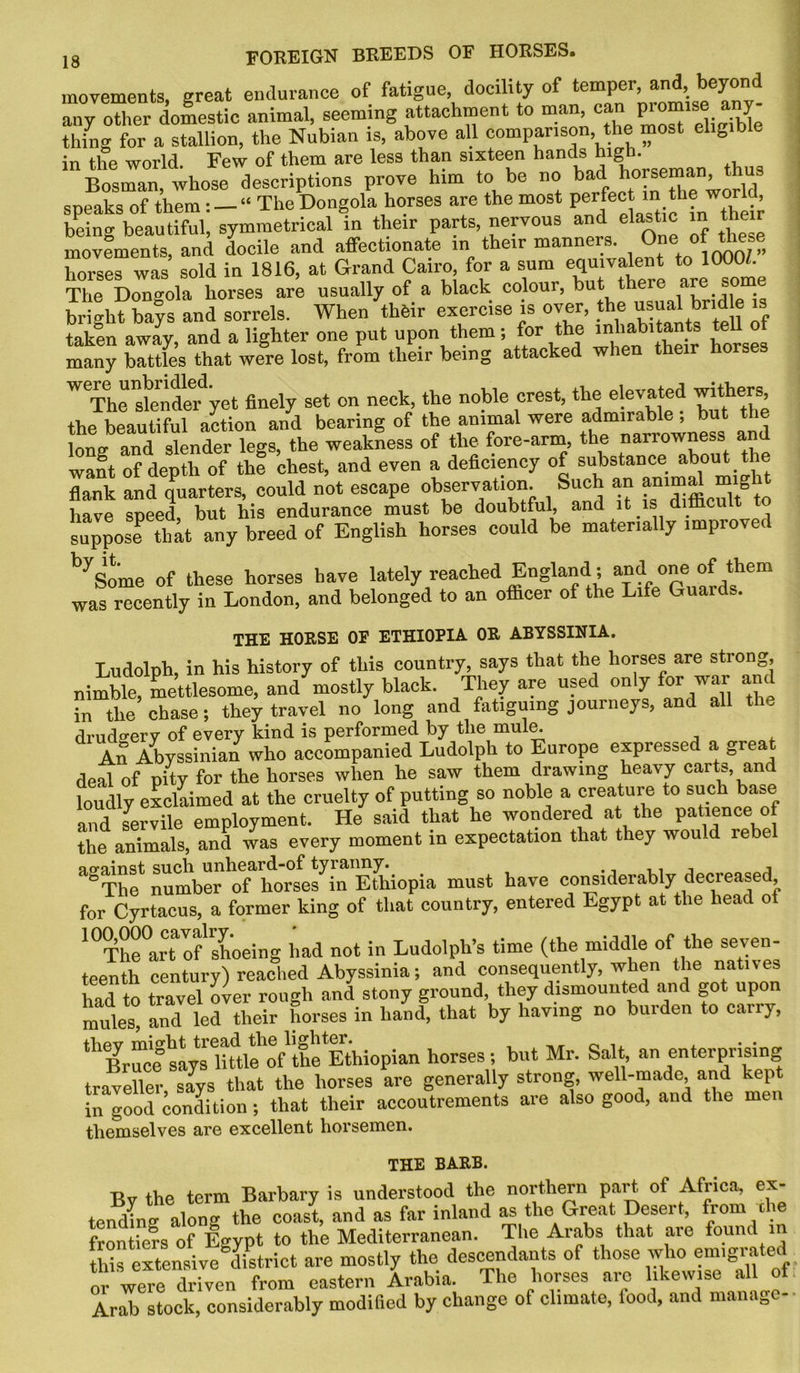 movements, great endurance of fatigue, docility of temper, and, beyond any other domestic animal, seeming attachment to man, can promr^ any- thing for a stallion, the Nubian is, above all comparison the most eligible in the world. Few of them are less than sixteen hands high. Bosnian, whose descriptions prove him to be no ba^J^^“wOTld speaks of them: — “ The Dongola horses are the most perfect m thewo■ , being beautiful, symmetrical in their parts, nervous and elastic in movements, and docile and affectionate in their manners One of te __ horses was sold in 1816, at Grand Cairo, for a sum equivalent to 1000 . The Dongola horses are usually of a black colour, but there are some bright bays and sorrels. When thfeir exercise is over, the usual brid e is taken away, and a lighter one put upon them; for the inhabitants tell of many battles that were lost, from tlieir being attacked when their ho ^Tle^skndefyet finely set on neck, the noble crest, the elevated wither* the beautiful action and bearing of the animal were admirable , but the lono- and slender legs, the weakness of the fore-arm, the narrowness an want of depth of the chest, and even a deficiency of substance about t e flank and quarters, could not escape observation Such an animal m g have sneed but his endurance must be doubtful, and it is dithcuLt suppose that any breed of English horses could be materially improved bySome of these horses have lately reached England ; and one of them was recently in London, and belonged to an officer of the Life Guards. THE HORSE OF ETHIOPIA OR ABYSSINIA. Ludolph, in his history of this country, says that the horses are strong, nimble, mettlesome, and mostly black. They are used only for war and in the chase; they travel no long and fatiguing journeys, and all tl e drudgery of every kind is performed by the mule. An Abyssinian who accompanied Ludolph to Europe expressed a great deal of pity for the horses when he saw them drawing heavy carts, and loudly exclaimed at the cruelty of putting so noble a creature to such base and servile employment. He said that he wondered at the patience o the animals, and was every moment in expectation that they would lebe agThet number of horses^n Ethiopia must have considerably decreased, for Cyrtacus, a former king of that country, entered Egypt at the head ot 10Tto°artaof shoeing had not in Ludolph’s time (the middle of the seven- teenth century) reached Abyssinia; and consequently, when the nativ had to travel over rough and stony ground, they dismounted and got upon mules! and led their horses in hand, that by having no burden to carry, tb<Bruce says little of the Ethiopian horses; but Mr. Salt, an enterprising traveller says that the horses are generally strong, well-made, and kept in good condition; that their accoutrements are also good, and the men themselves are excellent horsemen. THE BARB. By the term Barbary is understood the northern part of Africa, ex- tending along the coast, and as far inland as the Great Desert, from the frontiers of Egypt to the Mediterranean. The Arabs that aie found 1 tlfis extensive district are mostly the descendants of those who em.grated or were driven from eastern Arabia. The horses arc likewise all ol Arab stock, considerably modified by change of climate, lood, and manage-