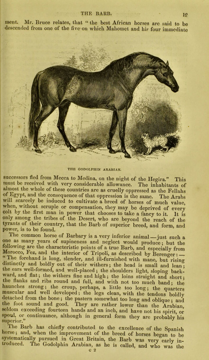 THE BARB. IP ment. Mr. Bruce relates, that “ the best African horses are said to be descended from one of the five on which Mahomet and his four immediate THE GODOLPHIN ARABIAN. successors fled from Mecca to Medina, on the night of the Hegira.” This must be received with very considerable allowance. The inhabitants of almost the whole of these countries are as cruelly oppressed as the Fellahs ot Egypt, and the consequence of that oppression is the same. The Arabs will scai cely be induced to cultivate a breed of horses of much value, when, without scruple or compensation, they may be deprived of every colt by the first man in power that chooses to take a fancy to it. It is only among the tribes of the Desert, who are beyond the reach of the tyrants of their country, that the Barb of superior breed, and form, and power, is to be found. The common horse of Barbary is a very inferior animal—just such a one as many years of supineness and neglect would produce; but the following are the characteristic points of a true Barb, and especially from Morocco, Fez, and the interior of Tripoli, as described by Bereno-er: “ The forehand is long, slender, and ill-furnished with mane, but^ rising distinctly and boldly out of their withers; the head is small and lean&; the ears well-formed, and well-placed ; the shoulders light, sloping back- ward, and flat; the withers fine and high; the loins straight and short; the flanks and ribs round and full, and with not too much band; the haunches strong; the croup, perhaps, a little too long; the quarters muscular and well developed; the legs clean, with the tendons boldly detached from the bone; the pastern somewhat too long and oblique; and the foot sound and good. They are rather lower than the Arabian, seldom exceeding fourteen hands and an inch, and have not his spirit, or speed, or continuance, although in general form they are probably his superior.” J The Barb has chiefly contributed to the excellence of the Spanish horse; and, when the improvement of the breed of horses be«-an to be systematically pursued in Great Britain, the Barb was very^early in- troduced. The Godolphin Arabian, as he is called, and who was the C 2