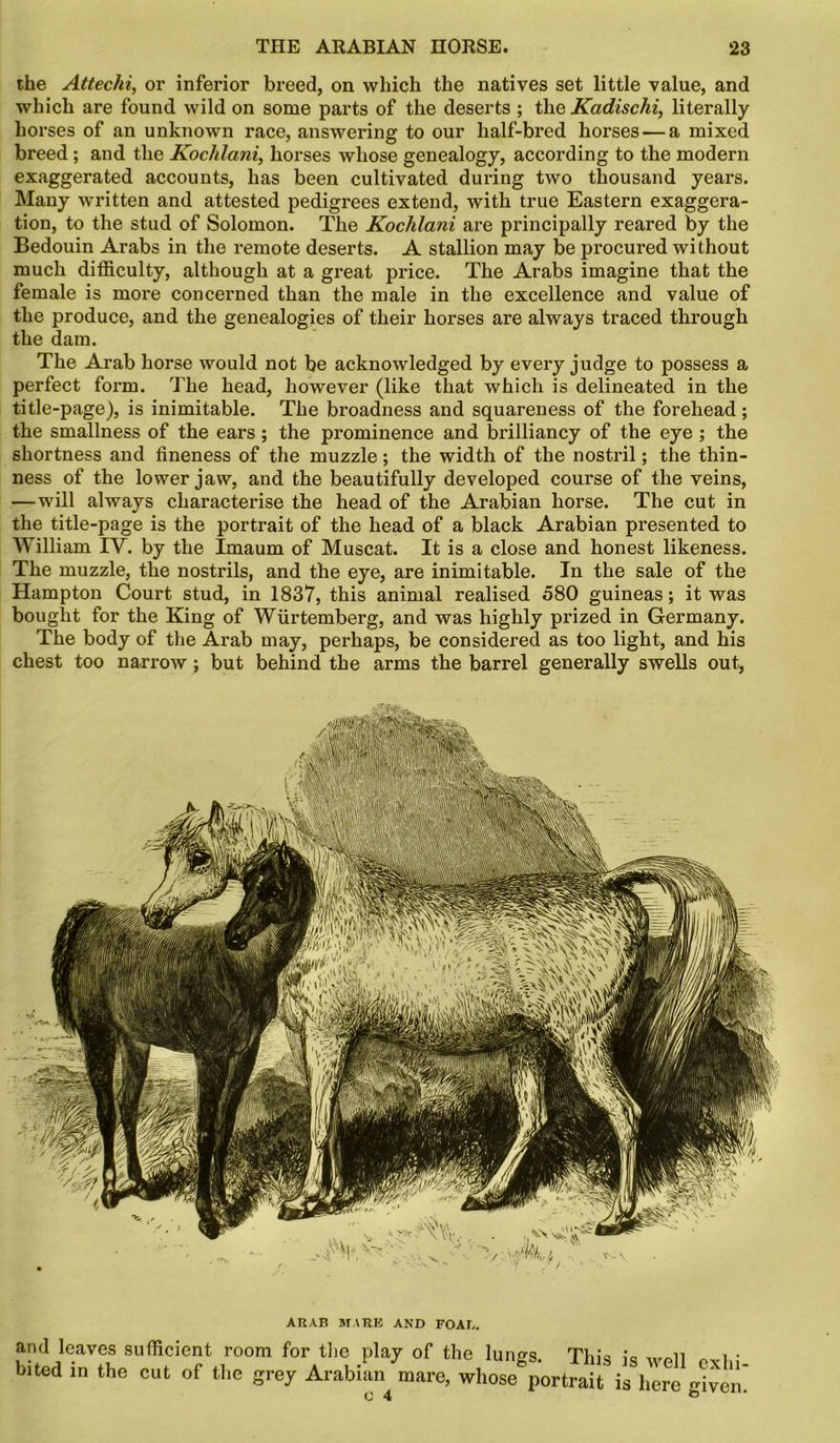 the Attechi, or inferior breed, on which the natives set little value, and which are found wild on some parts of the deserts ; the Kadischi, literally horses of an unknown race, answering to our half-bred horses — a mixed breed ; and the Kochlani, horses whose genealogy, according to the modern exaggerated accounts, has been cultivated during two thousand years. Many written and attested pedigrees extend, with true Eastern exaggera- tion, to the stud of Solomon. The Kochlani are principally reared by the Bedouin Arabs in the remote deserts. A stallion may be procured without much difficulty, although at a great price. The Arabs imagine that the female is more concerned than the male in the excellence and value of the produce, and the genealogies of their horses are always traced through the dam. The Arab horse would not be acknowledged by every judge to possess a perfect form. The head, however (like that which is delineated in the title-page), is inimitable. The broadness and squareness of the forehead; the smallness of the ears ; the prominence and brilliancy of the eye ; the shortness and fineness of the muzzle; the width of the nostril; the thin- ness of the lower jaw, and the beautifully developed course of the veins, —will always characterise the head of the Arabian horse. The cut in the title-page is the portrait of the head of a black Arabian presented to William IV. by the Imaum of Muscat. It is a close and honest likeness. The muzzle, the nostrils, and the eye, are inimitable. In the sale of the Hampton Court stud, in 1837, this animal realised 580 guineas; it was bought for the King of Wiirtemberg, and was highly prized in Germany. The body of the Arab may, perhaps, be considered as too light, and his chest too narrow; but behind the arms the barrel generally swells out, ARAB MARE AND FOAL. and leaves sufficient room for the play of the lun^s This ^ • bited in the cut of the grey Arabian ^are, whTJortSi ishlrlglti 0 4