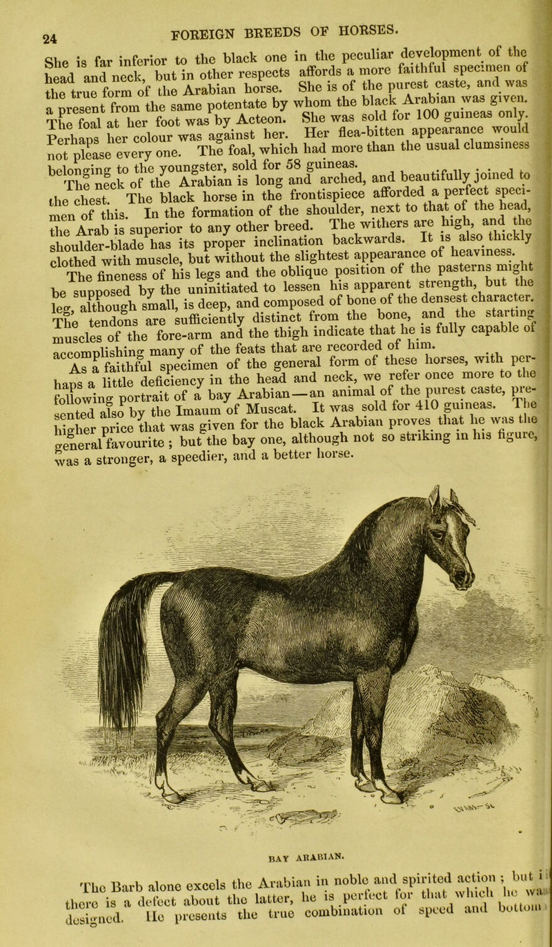 She is far inferior to the black one in the peculiar development of the head and neck but in other respects affords a more faithful specimen of the true form of the Arabian horse. She is of the purest caste, and was present from the same potentate by whom the blackArabianwasgivem Thp foil at her foot was by Acteon. She was sold foi 100 guineas o y. Perhaps her colour was against her. Her flea-bitten appearance would not please every one. The foal, which had more than the usual clumsiness belono-ine: to the youngster, sold for 58 guineas. . .. . . , . The neck of the Arabian is long and arched, and beautifully joined to the chest. The black horse in the frontispiece afforded a perfect speci- men of this. In the formation of the shoulder, next to that of the head, die Arab is superior to any other breed. The withers are high, and the shoulder-blade has its proper inclination backwards. It is also thickly clothed with muscle, but without the slightest appearance of heaviness. The fineness of his legs and the oblique position of the pasterns might be supposed by the uninitiated to lessen his apparent strength but the let although small, is deep, and composed of bone of the densest character. The tendons are sufficiently distinct from the bone, and the starting muscles of the fore-arm and the thigh indicate that he is fully capab e o accomplishing many of the feats that are recorded of lnm. aC A™a faithful specimen of the general form of these horses, with per- haps a little deficiency in the head and neck, we refer once more to the foUowing portrait of a bay Arabian-an animal of the purest caste, pre- sented also by the Imaum of Muscat. It was sold for 410 guineas. The higher price that was given for the black Arabian proves that lie was the genera/favourite ; but the bay one, although not so sti iking in Ins hgu e, was a stronger, a speedier, and a better horse. BAY ARABIAN. The Barb alone excels the Arabian in noble and spirited action , but there is a defect about the latter, lie is perfect foi that which he wa. dosi„ncd. lie presents the true combination ot speed and bottom