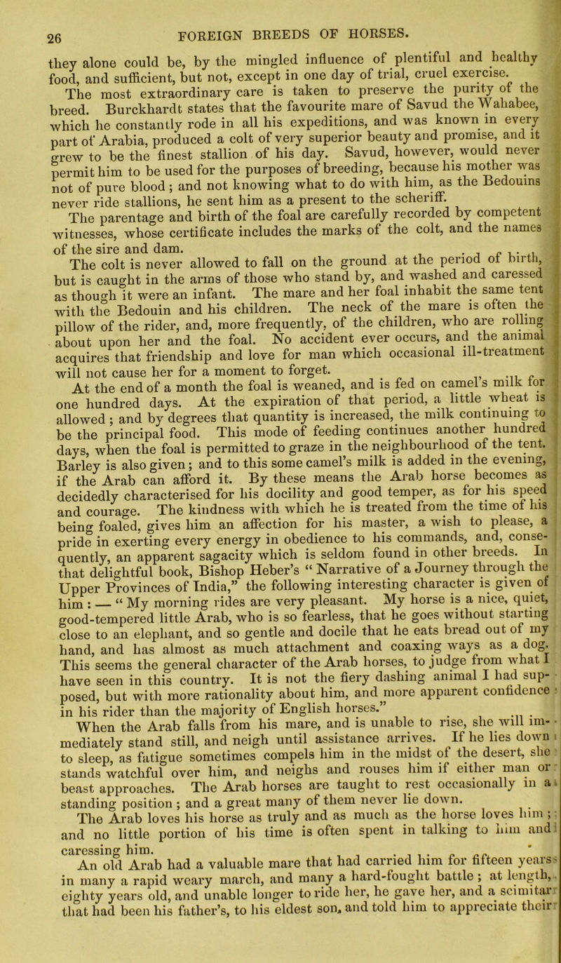 they alone could be, by the mingled influence of plentiful and healthy food, and sufficient, but not, except in one day of trial, cruel exercise. The most extraordinary care is taken to preserve the purity ™ the breed. Burckhardt states that the favourite mare of Savud the vv ahabee, which he constantly rode in all his expeditions, and was known in every part of Arabia, produced a colt of very superior beauty and promise, and it grew to be the finest stallion of his day. Savud, however, would never permit him to be used for the purposes of breeding, because his mother was not of pure blood; and not knowing what to do with him, as the Bedouins never ride stallions, he sent him as a present to the scheriff. The parentage and birth of the foal are carefully recorded by competent witnesses, whose certificate includes the marks of the colt, and the names of the sire and dam. The colt is never allowed to fall on the ground at the period oi bnth, but is caught in the arms of those who stand by, and washed and caressed as though it were an infant. The mare and her foal inhabit the same tent with the Bedouin and his children. The neck of the mare is often the pillow of the rider, and, more frequently, of the children, who are rolling about upon her and the foal. No accident ever occurs, and the animal acquires that friendship and love for man which occasional ill-treatment will not cause her for a moment to forget. At the end of a month the foal is weaned, and is fed on camel s milk tor one hundred days. At the expiration of that period, a little wheat is j allowed ; and by degrees that quantity is increased, the milk continuing to j be the principal food. This mode of feeding continues another hundred days, when the foal is permitted to graze in the neighbourhood of the tent. Barley is also given; and to this some camel’s milk is added in the evening, if the Arab can afford it. By these means the Arab horse becomes as decidedly characterised for his docility and good temper, as for his speed and courage. The kindness with which he is treated from the time of his being foaled, gives him an affection for his master, a wish to please, a pride in exerting every energy in obedience to his commands, and, conse- quently, an apparent sagacity which is seldom found in other breeds. In ( that delightful book, Bishop Heber’s “ Narrative of a Journey through the Upper Provinces of India,” the following interesting character is given of him : “ My morning rides are very pleasant. My horse is a nice, quiet, good-tempered little Arab, who is so fearless, that he goes without starting close to an elephant, and so gentle and docile that he eats bread out of my hand, and has almost as much attachment and coaxing ways as a dog. This seems the general character of the Arab horses, to judge fiom what have seen in this country. It is not the fiery dashing animal I had sup- posed, but with more rationality about him, and more apparent confidence in his rider than the majority of English horses. When the Arab falls from his mare, and is unable to rise, she will 1m- ■ mediately stand still, and neigh until assistance arrives. If he lies down to sleep, as fatigue sometimes compels him in the midst of the desert, she stands watchful over him, and neighs and rouses him if either man or beast approaches. The Arab horses are taught to rest occasionally m a standing position ; and a great many of them never lie down. The Arab loves his horse as truly and as much as the horse loves him , and no little portion of his time is often spent in talking to him and caressing him* An old Arab had a valuable mare that had carried him for fifteen years - in many a rapid weary march, and many a hard-fought battle ; at length, eighty years old, and unable longer to ride her, he gave her, and a. scimitai that had been his father’s, to his eldest son* and told him to appreciate then