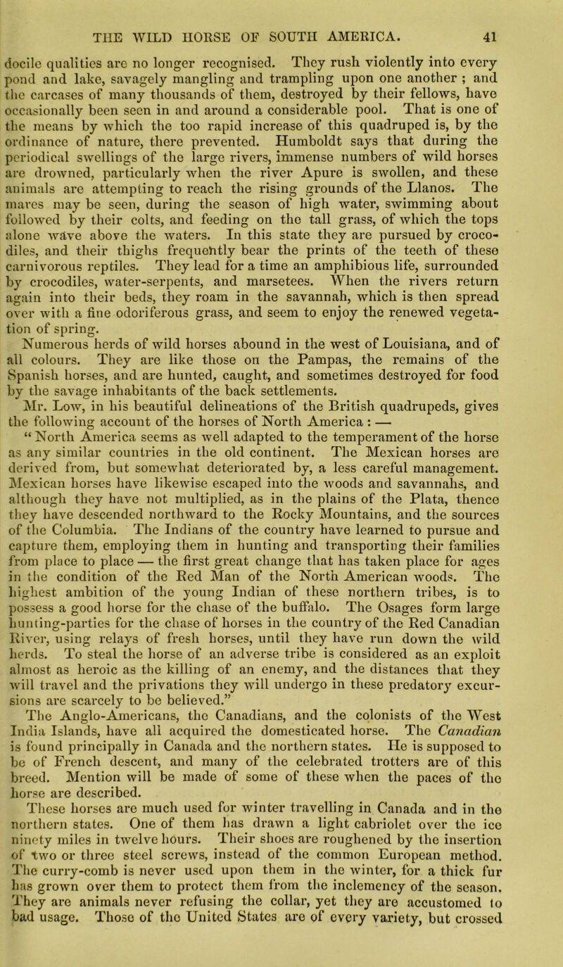 docile qualities are no longer recognised. They rush violently into every pond and lake, savagely mangling and trampling upon one another ; and the carcases of many thousands of them, destroyed by their fellows, have occasionally been seen in and around a considerable pool. That is one of the means by which the too rapid increase of this quadruped is, by the ordinance of nature, there prevented. Humboldt says that during the periodical swellings of the large rivers, immense numbers of wild horses are drowned, particularly when the river Apure is swollen, and these animals are attempting to reach the rising grounds of the Llanos. The mares may be seen, during the season of high water, swimming about followed by their colts, and feeding on the tall grass, of which the tops alone wave above the waters. In this state they are pursued by croco- diles, and their thighs frequehtly bear the prints of the teeth of these carnivorous reptiles. They lead for a time an amphibious life, surrounded by crocodiles, water-serpents, and marsetees. When the rivers return again into their beds, they roam in the savannah, which is then spread over with a fine odoriferous grass, and seem to enjoy the renewed vegeta- tion of spring. Numerous herds of wild horses abound in the west of Louisiana, and of all colours. They are like those on the Pampas, the remains of the Spanish horses, and are hunted, caught, and sometimes destroyed for food by the savage inhabitants of the back settlements. Mr. Low, in his beautiful delineations of the British quadrupeds, gives the following account of the horses of North America : — “ North America seems as well adapted to the temperament of the horse as any similar countries in the old continent. The Mexican horses are derived from, but somewhat deteriorated by, a less careful management. Mexican horses have likewise escaped into the woods and savannahs, and although they have not multiplied, as in the plains of the Plata, thence they have descended northward to the Rocky Mountains, and the sources of the Columbia. The Indians of the country have learned to pursue and capture them, employing them in hunting and transporting their families from place to place — the first great change that has taken place for ages in the condition of the Red Man of the North American woods. The highest ambition of the young Indian of these northern tribes, is to possess a good horse for the chase of the buffalo. The Osages form large hunting-parties for the chase of horses in the country of the Red Canadian River, using relays of fresh horses, until they have run down the wild herds. To steal the horse of an adverse tribe is considered as an exploit almost as heroic as the killing of an enemy, and the distances that they will travel and the privations they will undergo in these predatory excur- sions are scarcely to be believed.” The Anglo-Americans, the Canadians, and the colonists of the West India Islands, have all acquired the domesticated horse. The Canadian is found principally in Canada and the northern states. He is supposed to be of French descent, and many of the celebrated trotters are of this breed. Mention will be made of some of these when the paces of the horse are described. These horses are much used for winter travelling in Canada and in the northern states. One of them has drawn a light cabriolet over the ice ninety miles in twelve hours. Their shoes are roughened by the insertion of two or three steel screws, instead of the common European method. The curry-comb is never used upon them in the winter, for a thick fur has grown over them to protect them from the inclemency of the season. They are animals never refusing the collar, yet they are accustomed to bad usage. Those of the United States are of every variety, but crossed